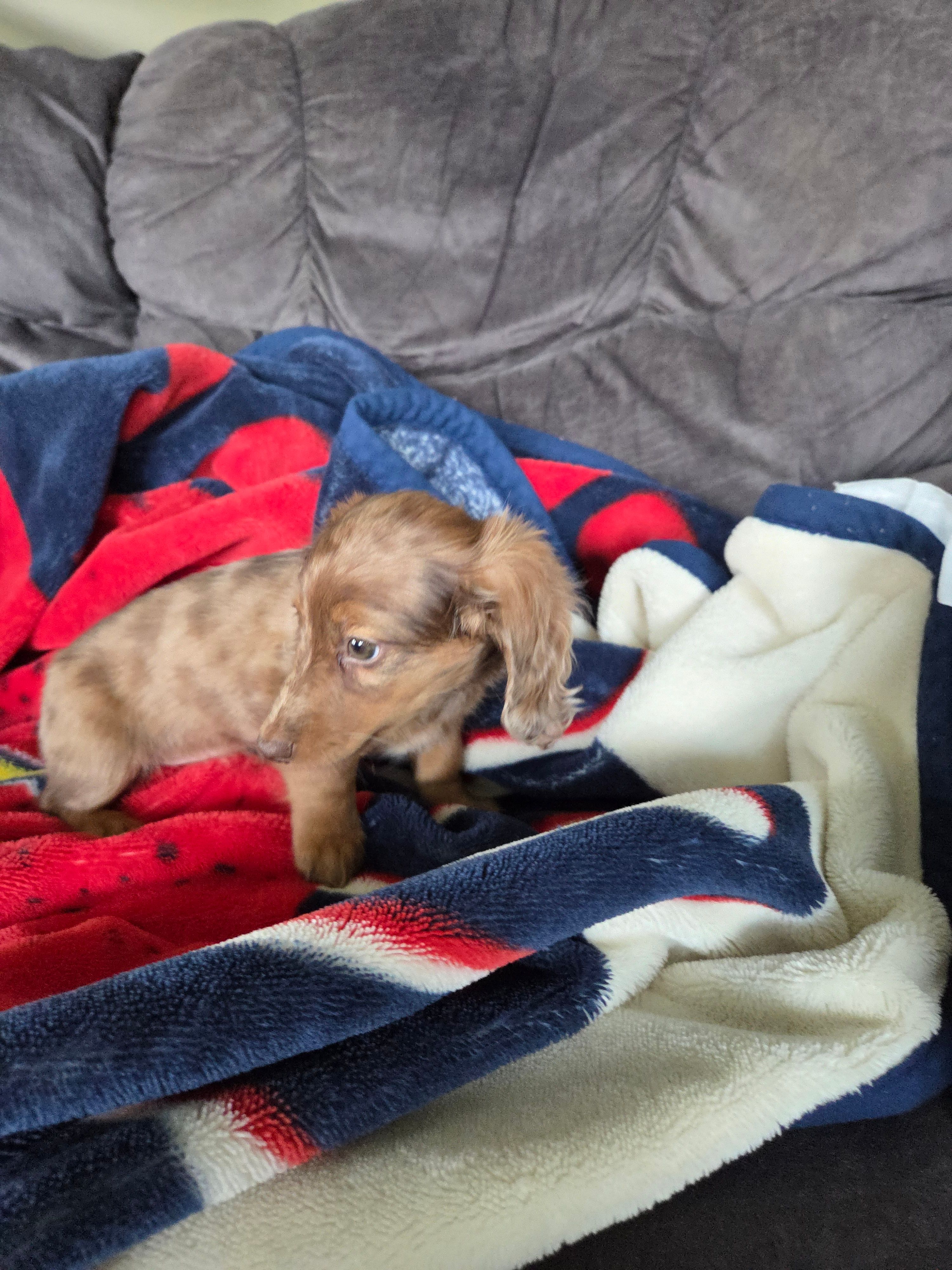 Summer, a female Miniature Dachshund for sale in Arthur, IL – Photo 3 of 3
