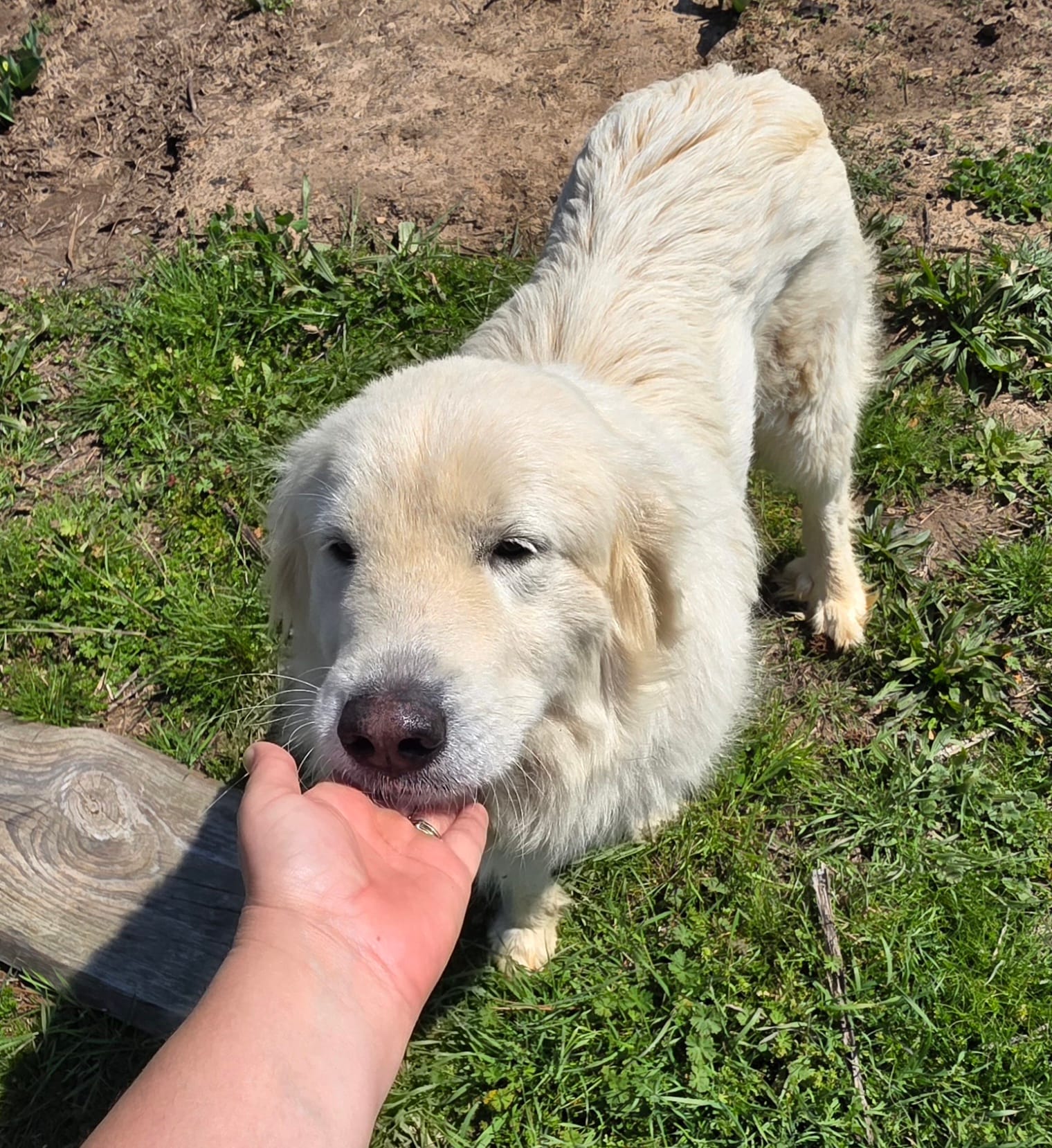 Chanel – Great Pyrenees puppy for sale in Old Fort, TN