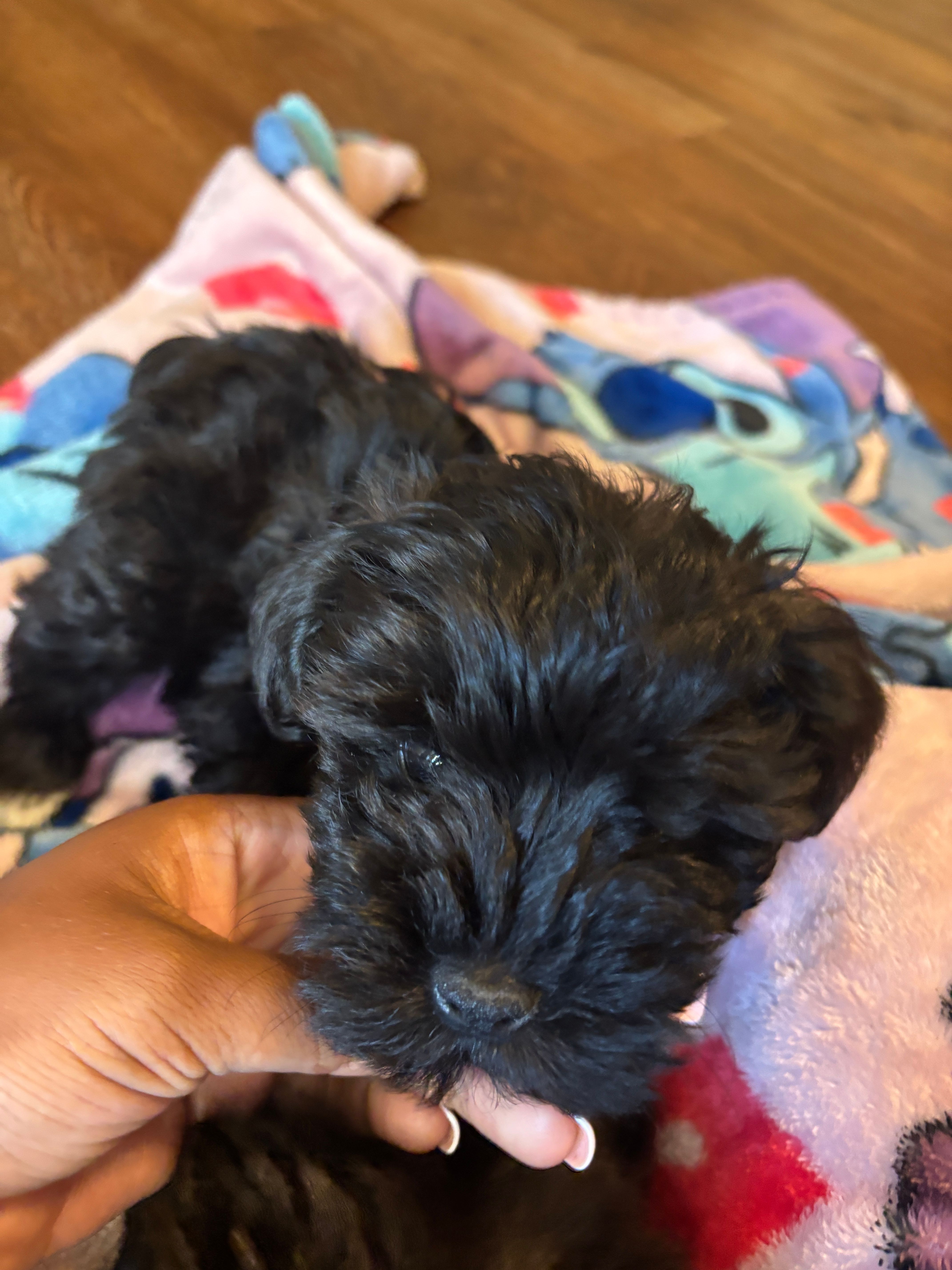 Cole  – Miniature Schnauzer puppy for sale in Bowie, MD