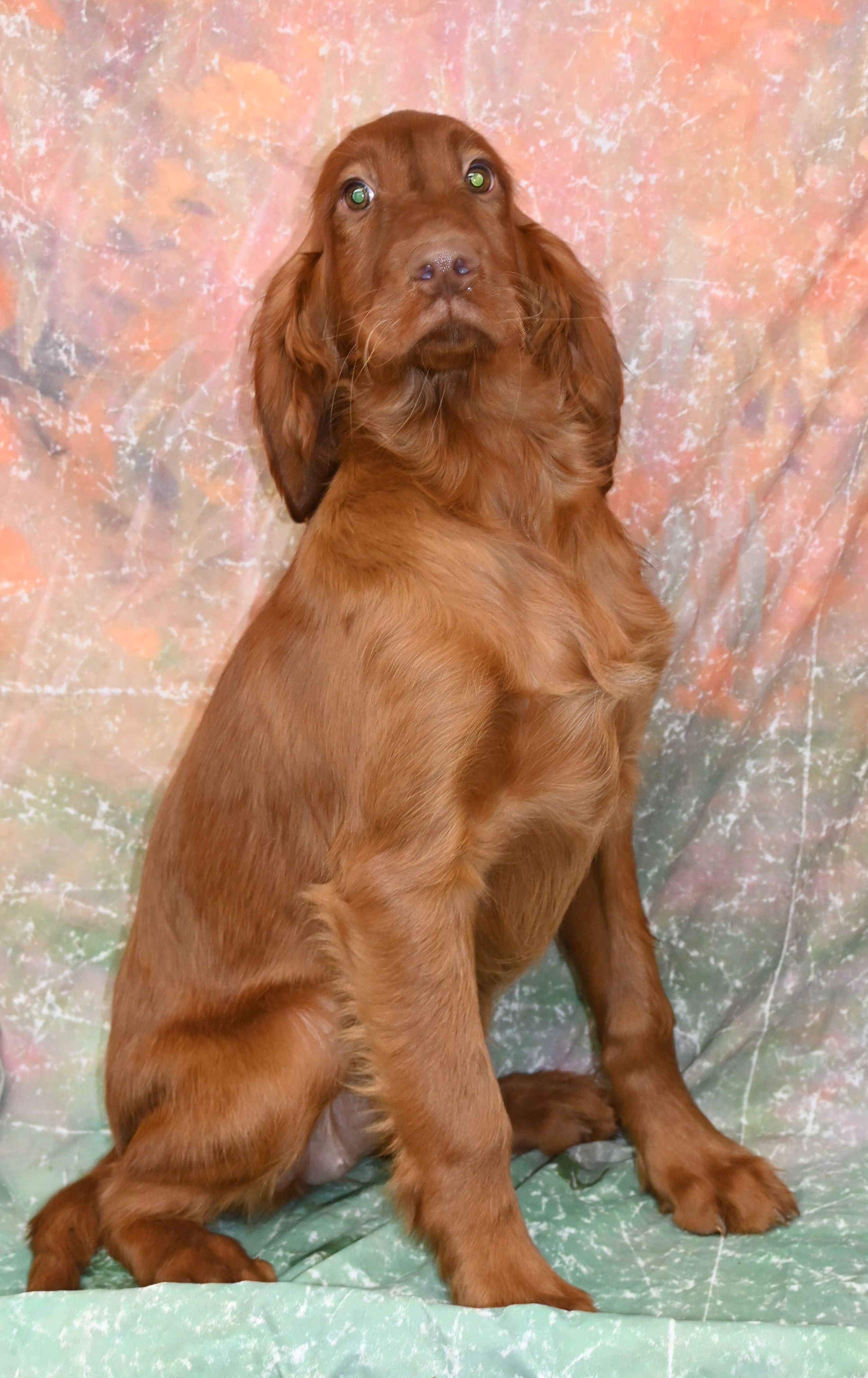 KiKi – Irish Setter puppy for sale in Excelsior Springs, MO
