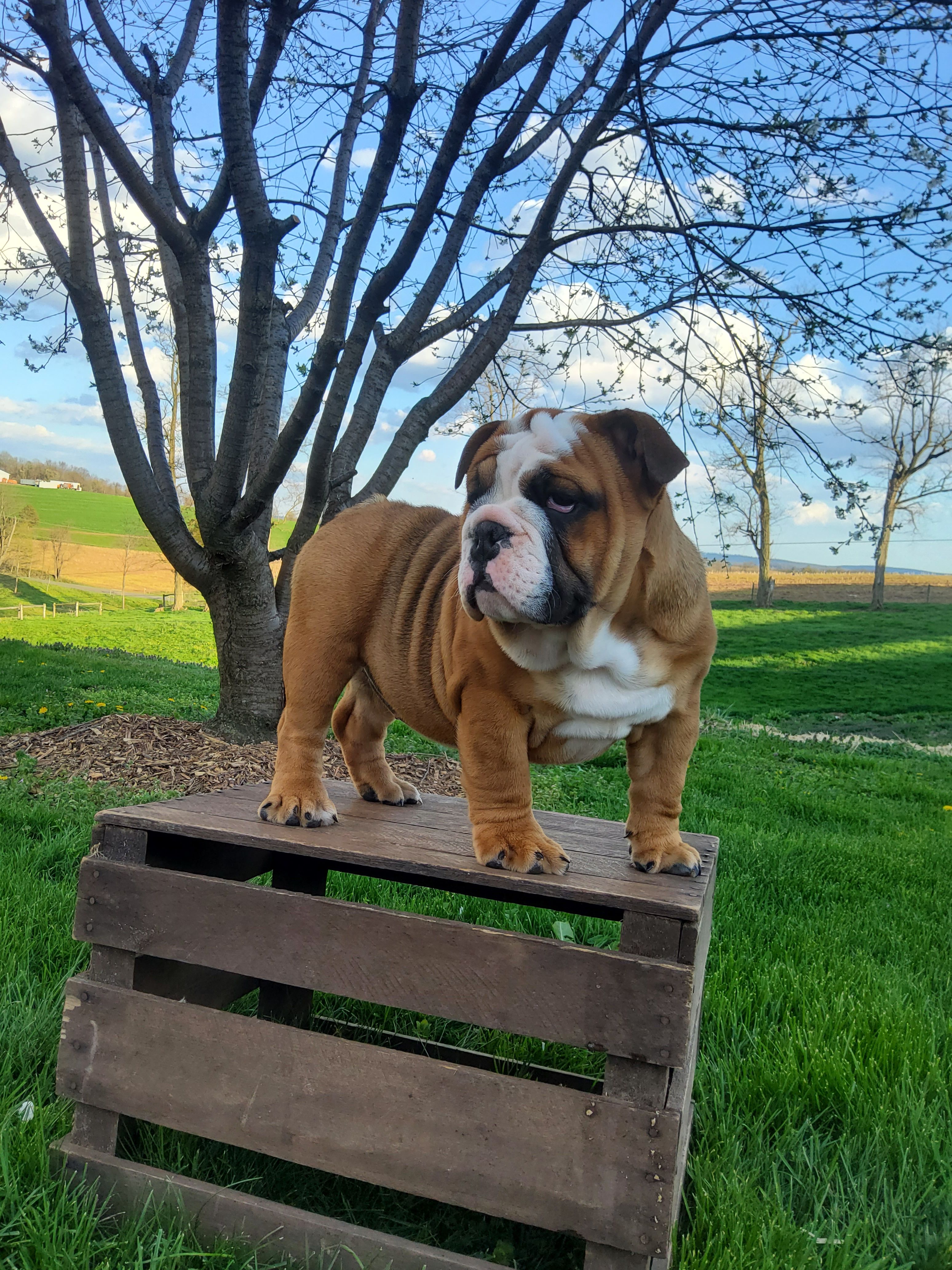 Mandi – English Bulldog puppy for sale in Newport, PA