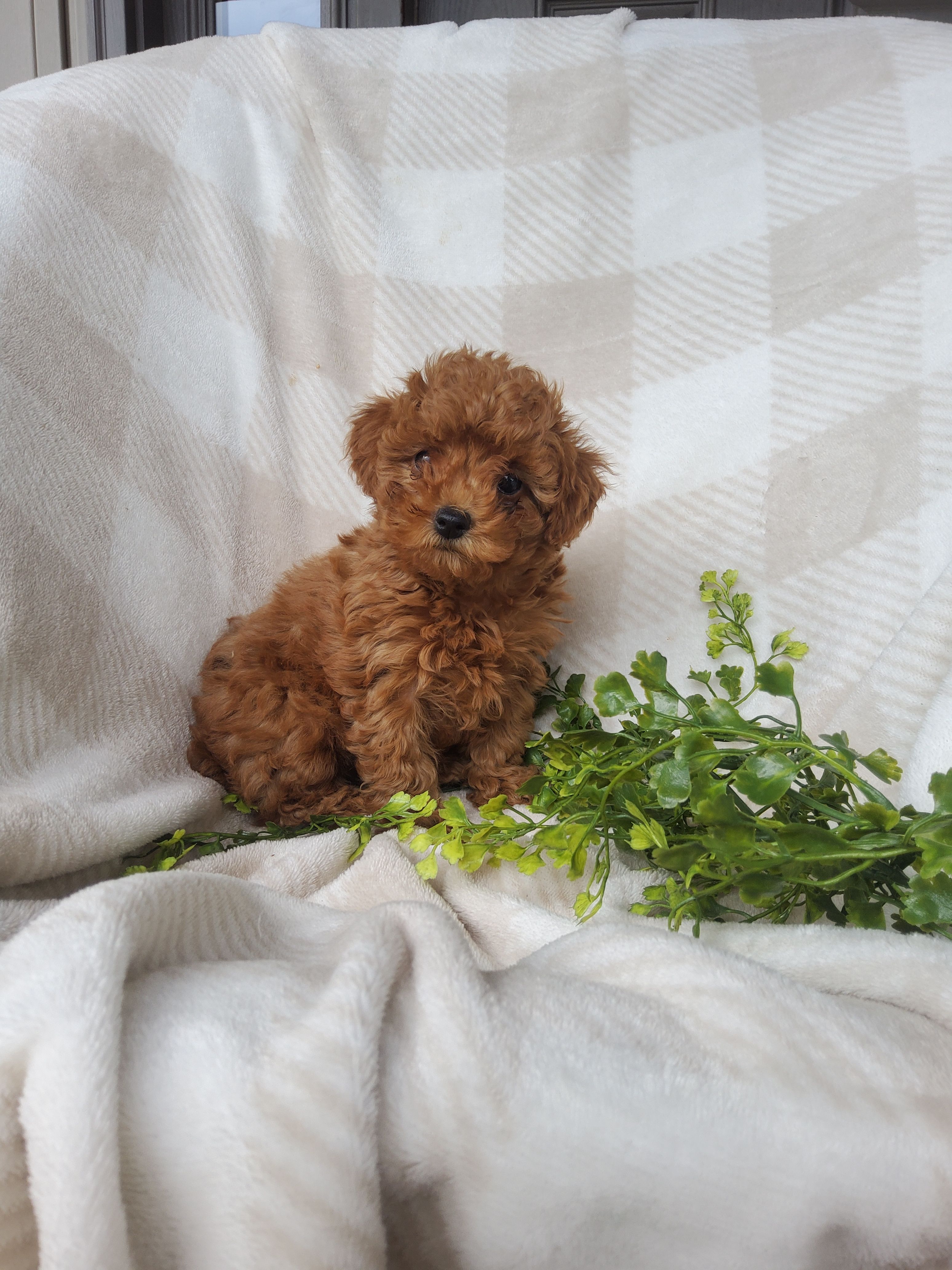 Twinkle  – Poodle - Toy  puppy for sale in Newport, PA