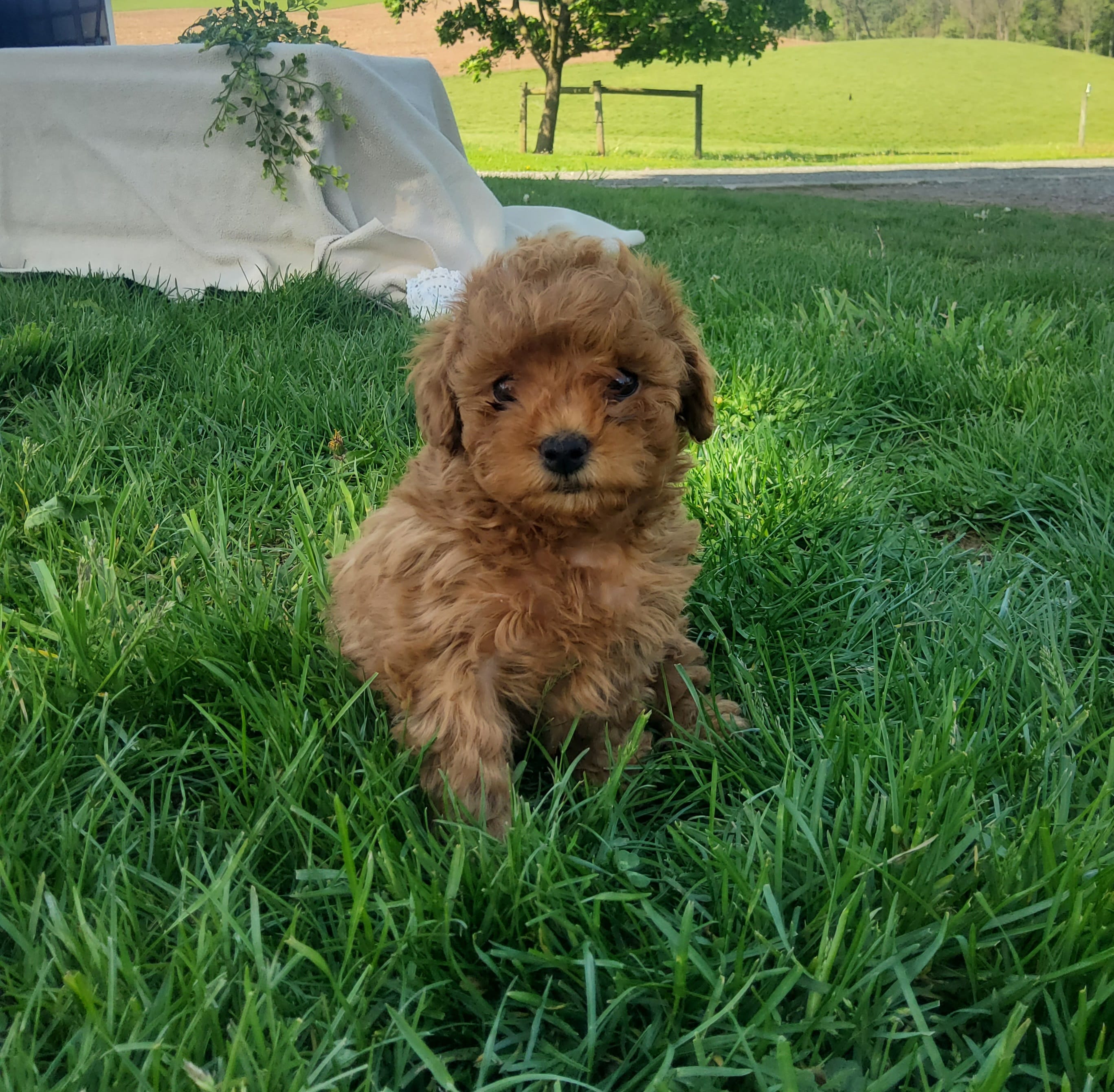 Twinkle  – Poodle - Toy  puppy for sale in Newport, PA