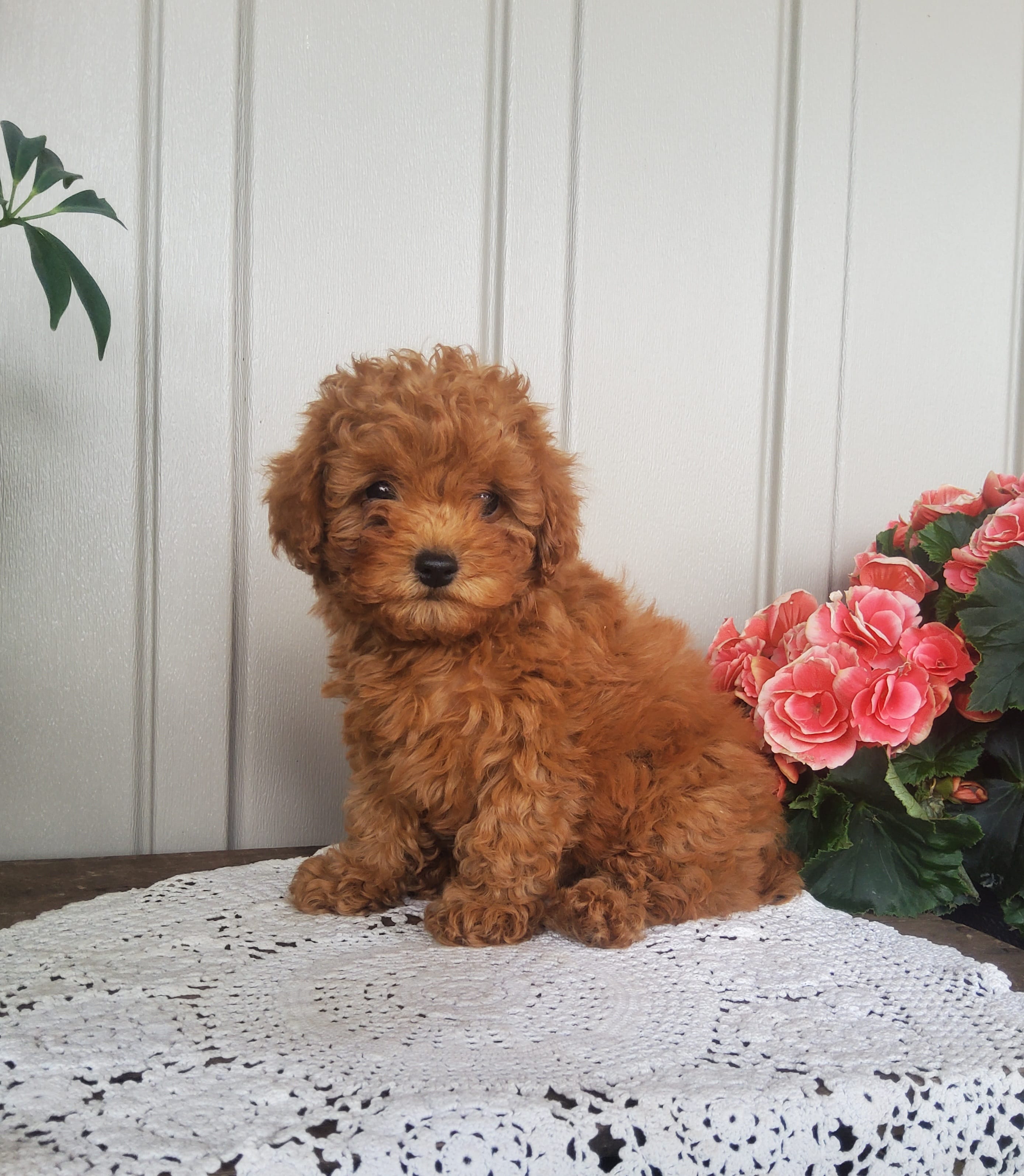 Twinkle  – Poodle - Toy  puppy for sale in Newport, PA