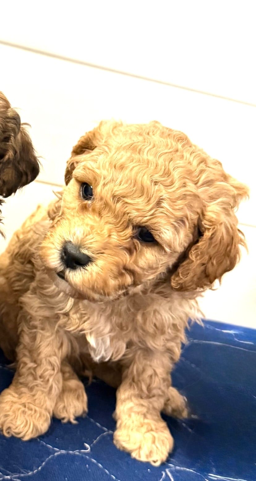Red  – Poodle - Toy  puppy for sale in Maryville, MO