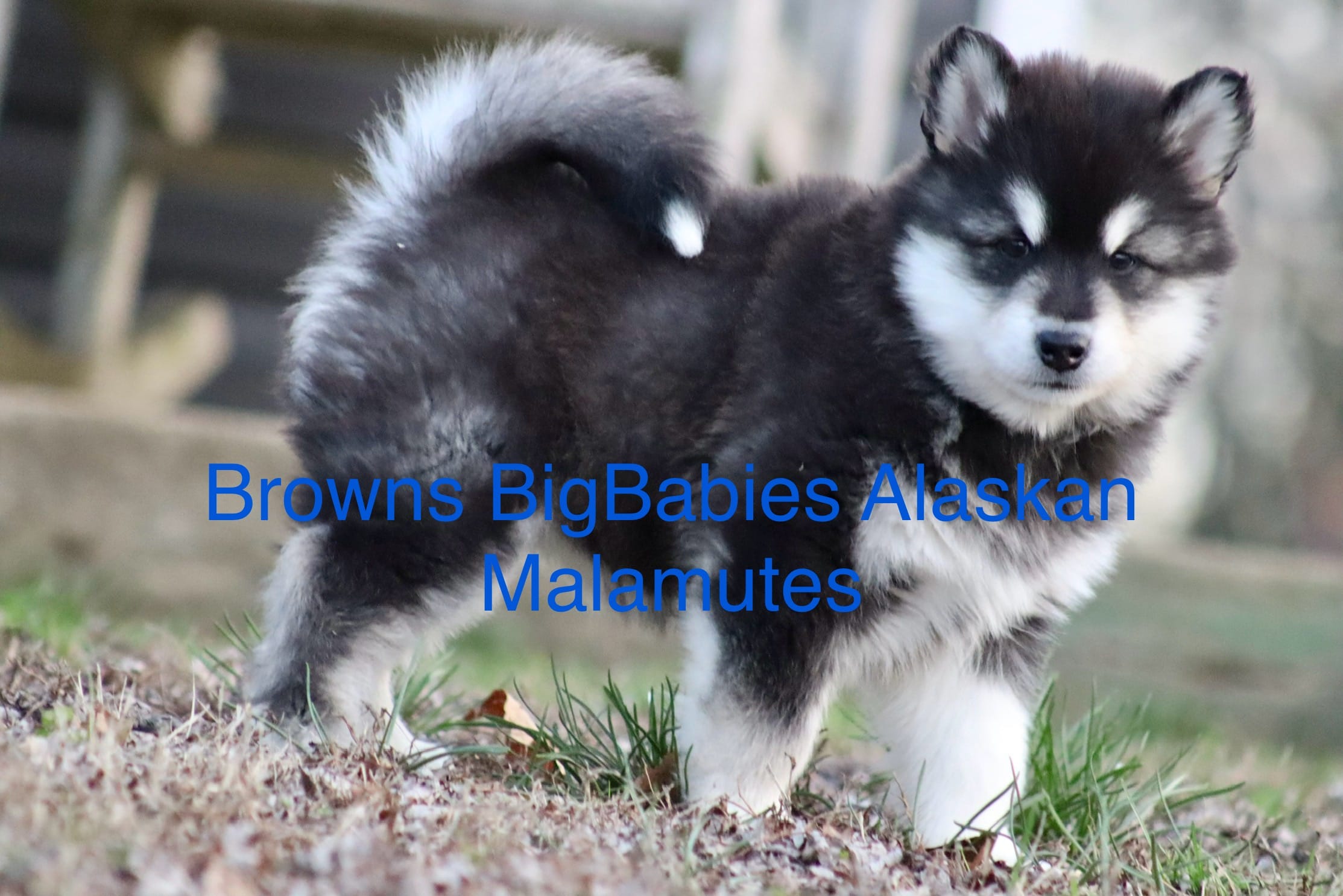 Kavina  – Alaskan Malamute puppy for sale in Dixon, MO