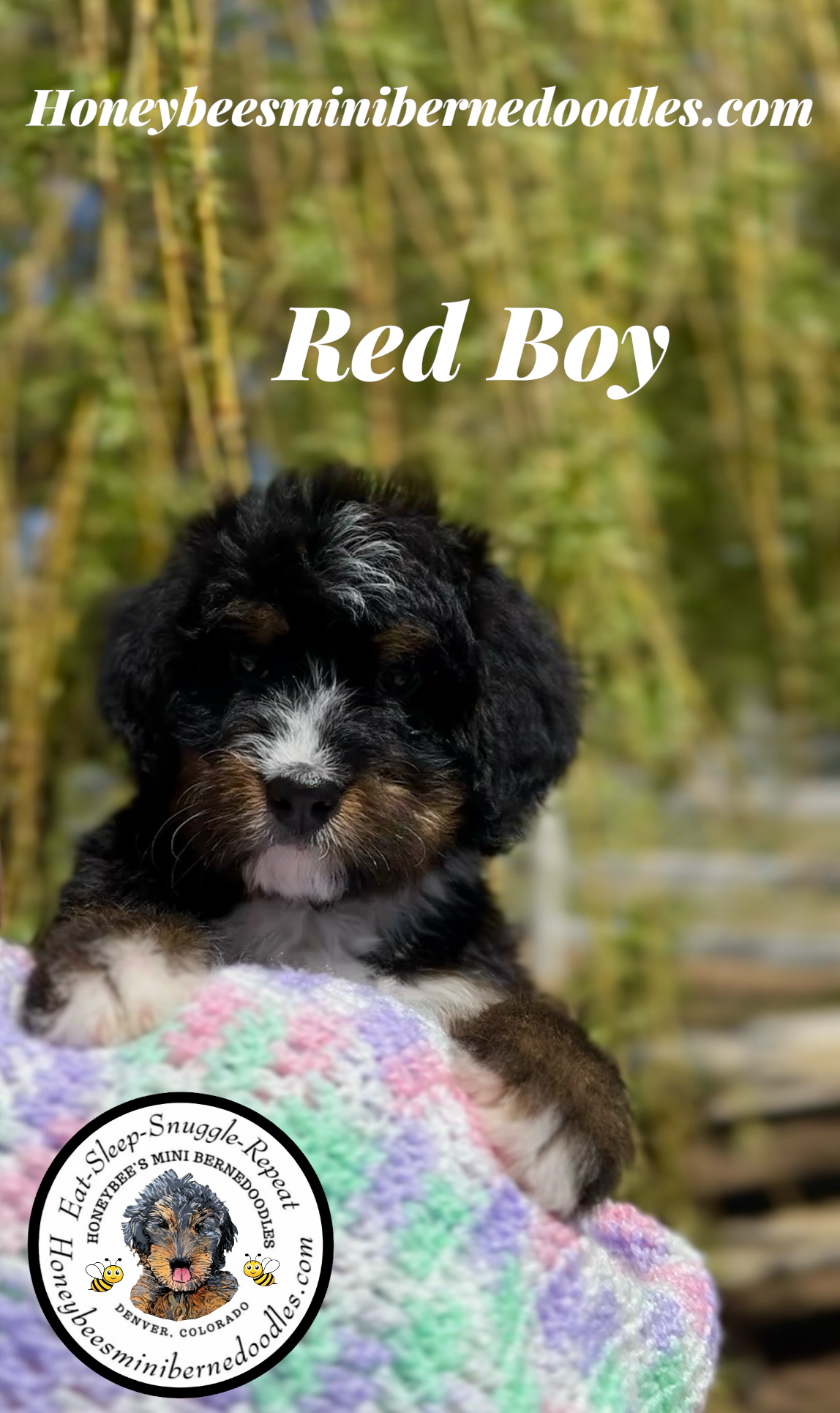 Gracie’s Red Boy – Bernedoodle puppy for sale in Brighton, CO