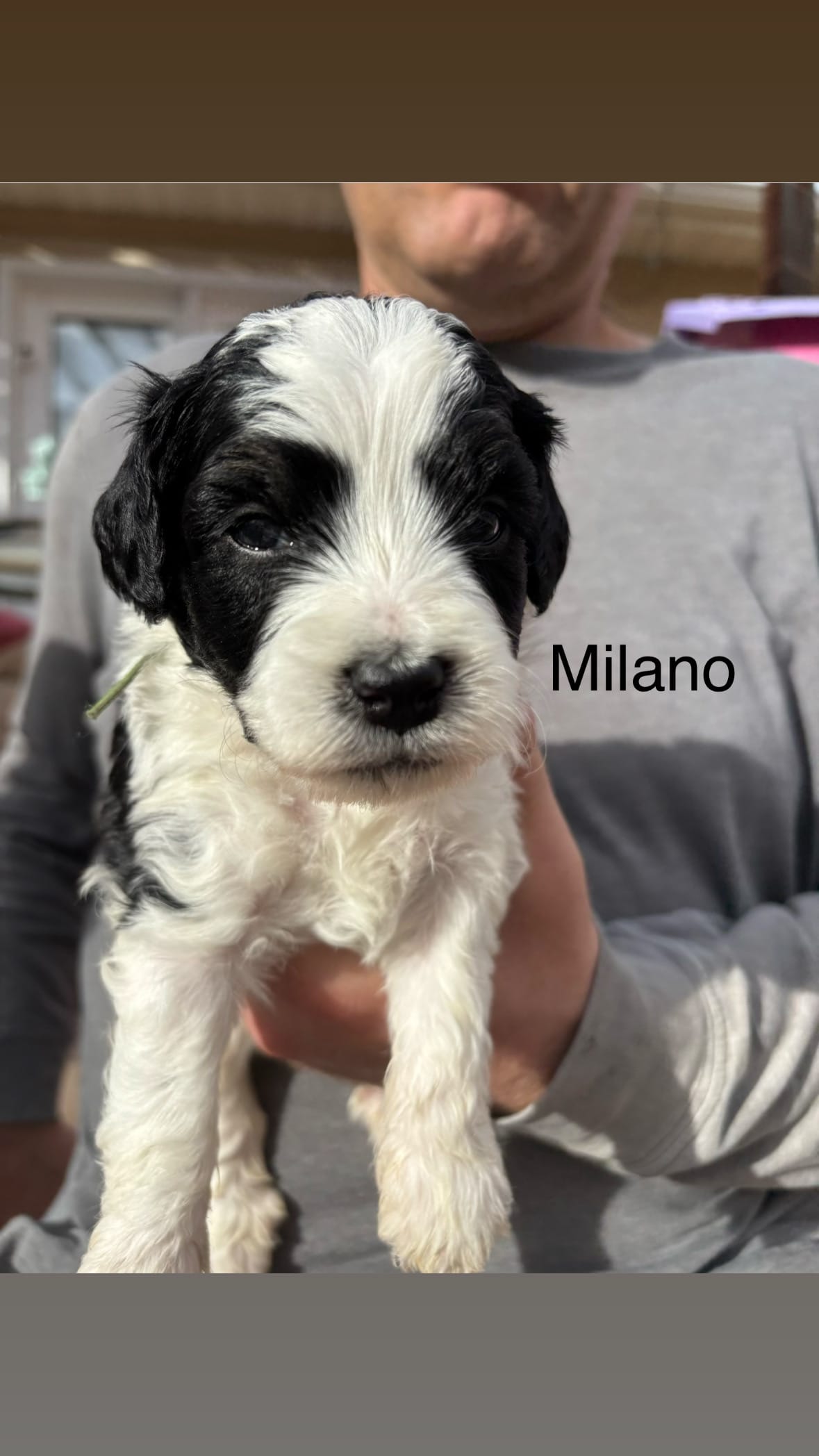 Milano – Miniature Bernedoodle puppy for sale in Eagle Mountain, UT