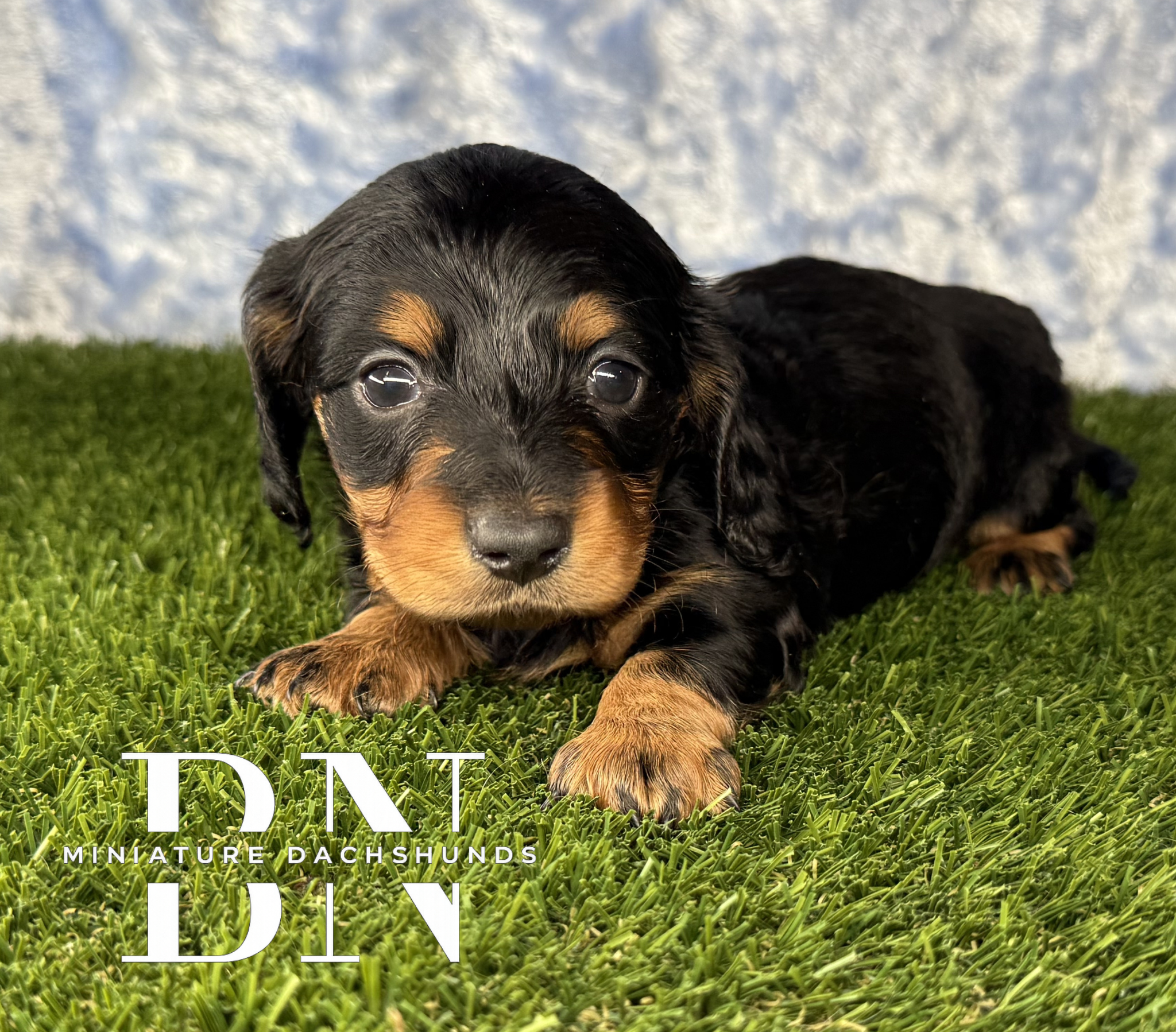 Emmi – Miniature Dachshund puppy for sale in Stoutland, MO