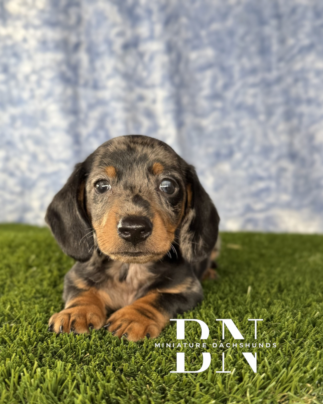 Pez – Miniature Dachshund puppy for sale in Stoutland, MO