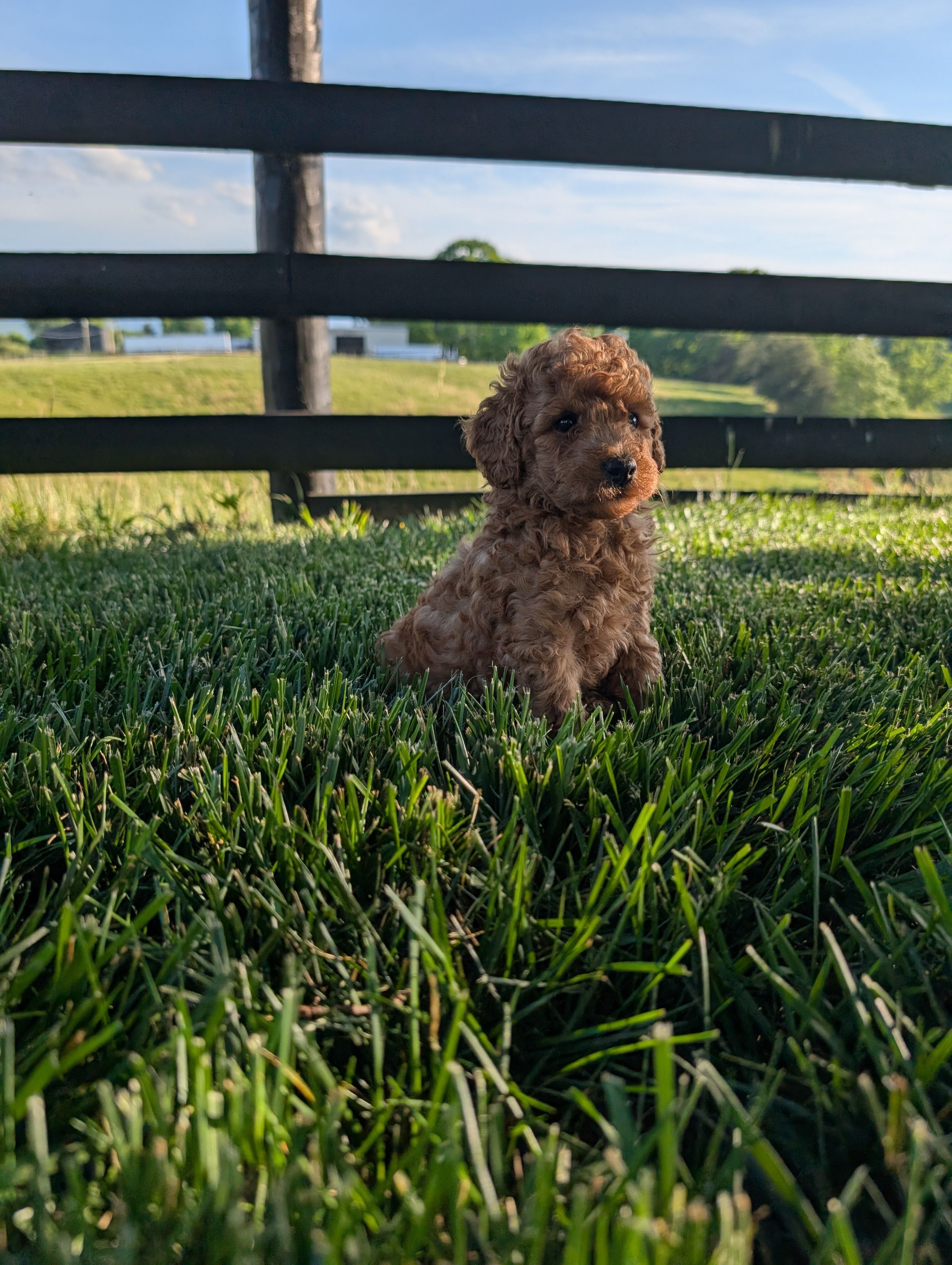 Cooper, a male Poodle - Miniature  for sale in Chuckey, TN – 2 of 2