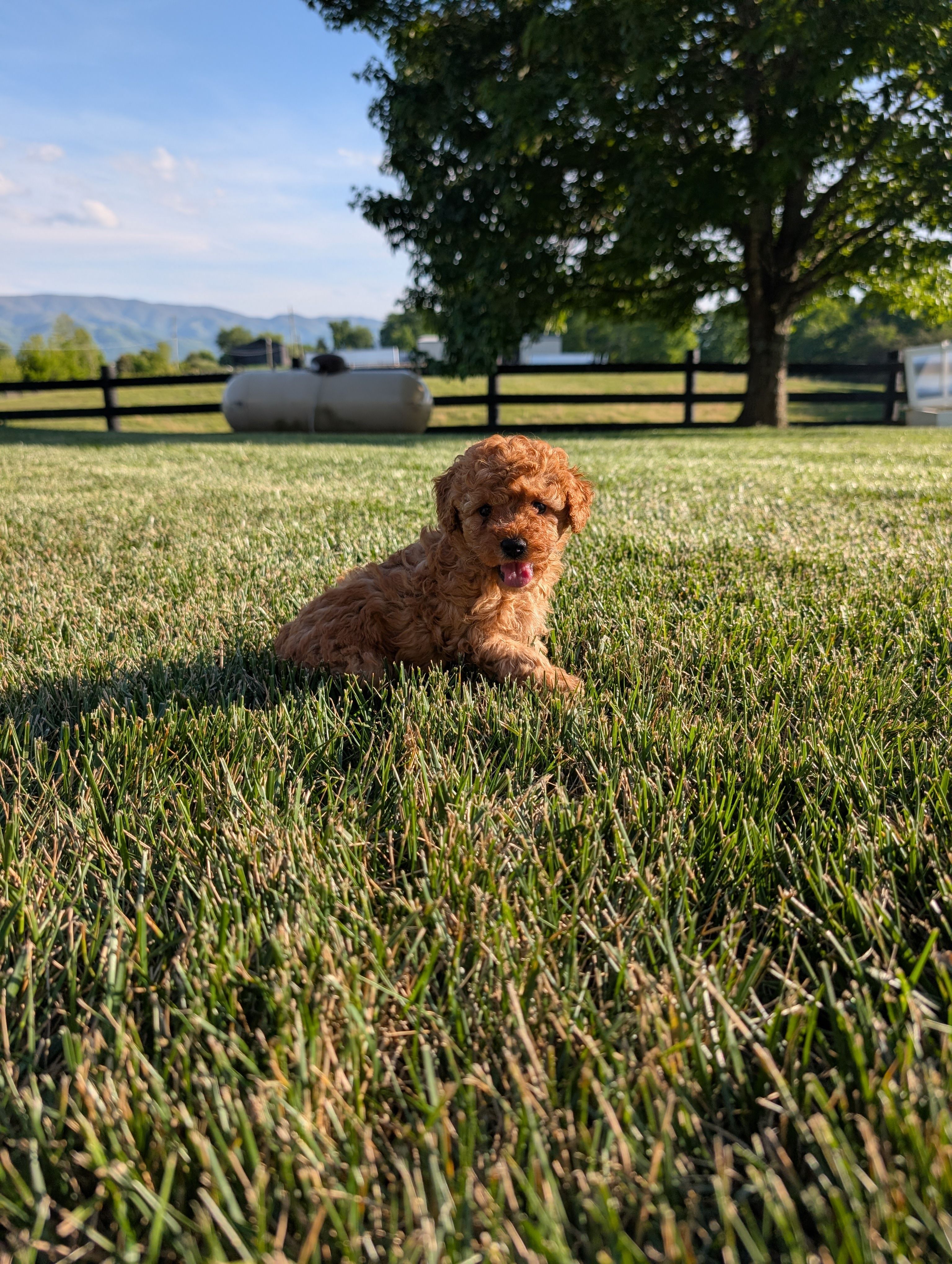 Bear by – Poodle - Miniature  puppy for sale in Chuckey, TN