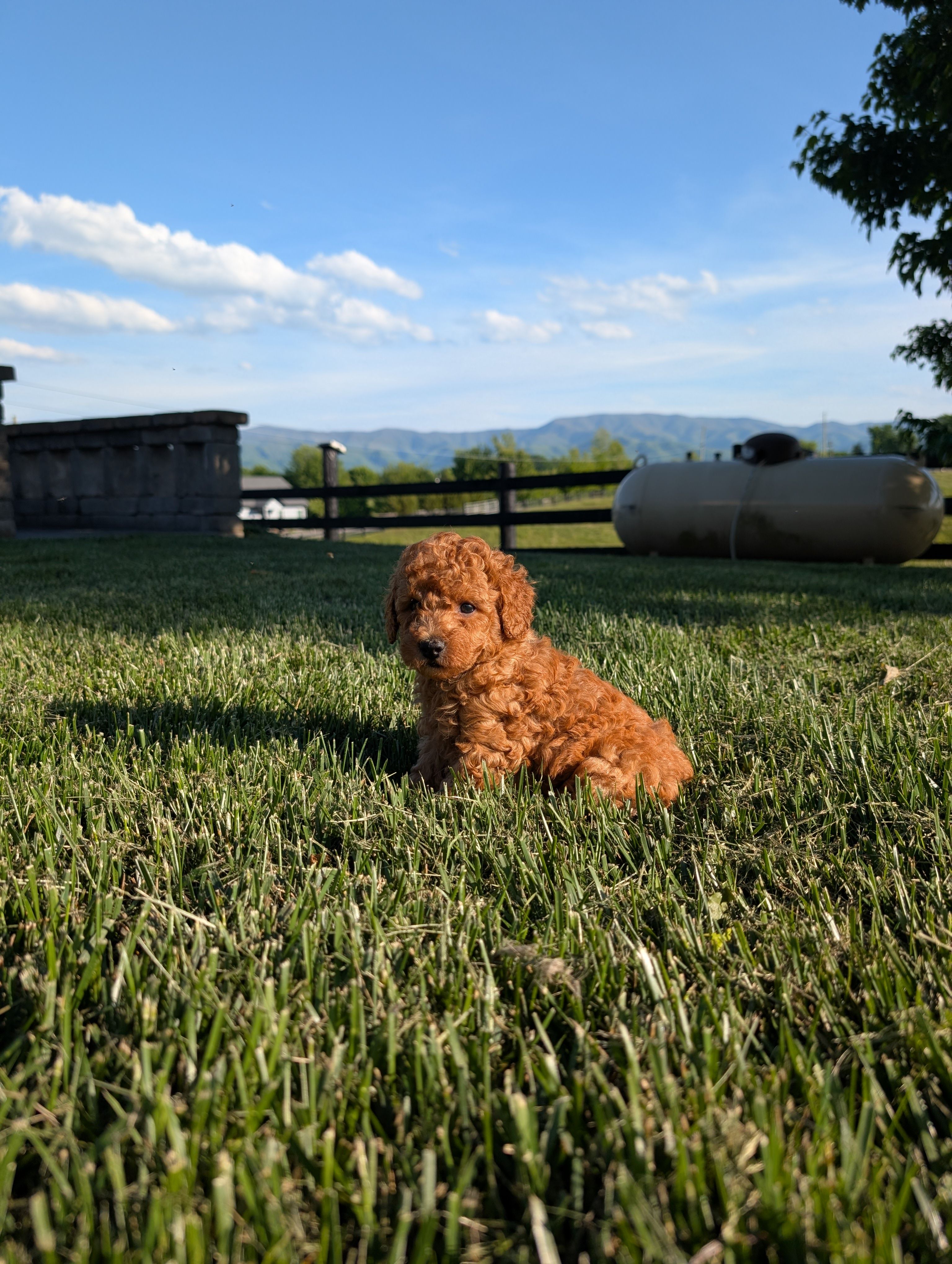 Benji – Poodle - Miniature  puppy for sale in Chuckey, TN