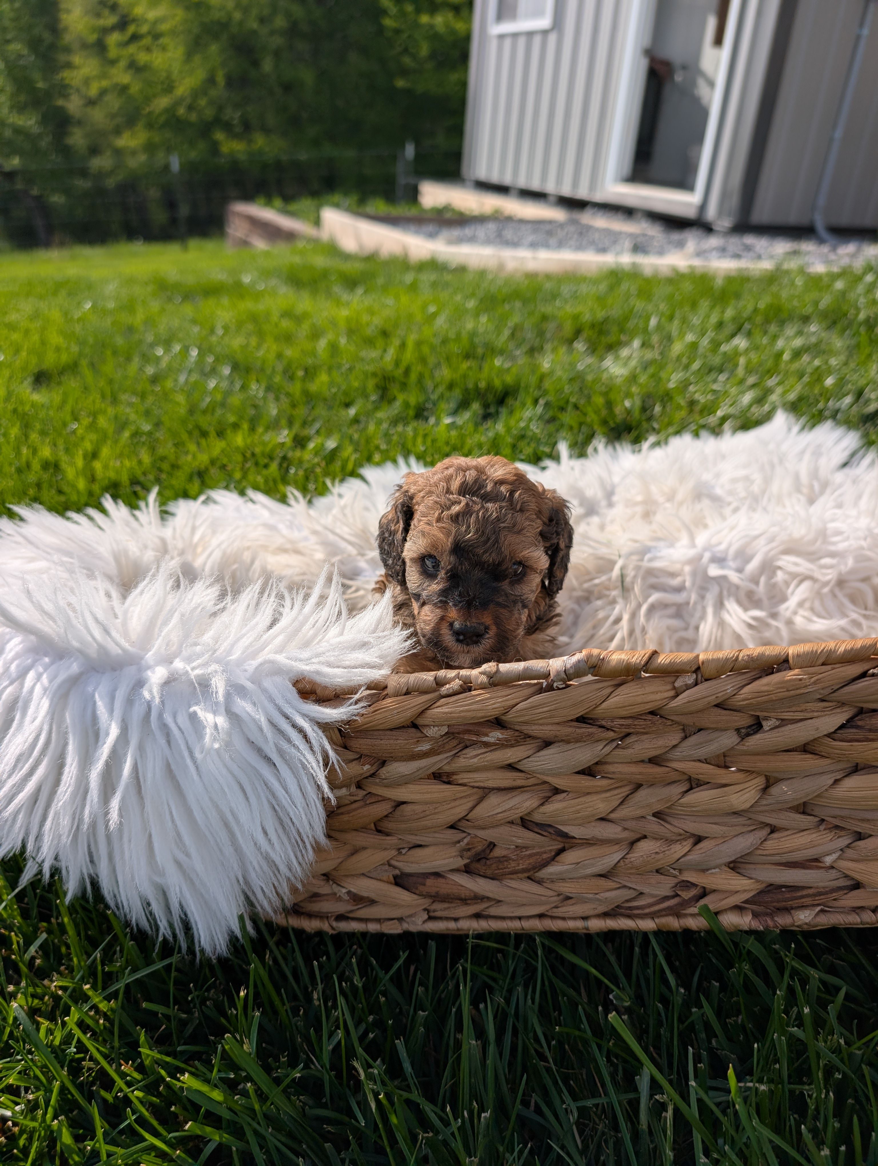 Lela  – Poodle - Miniature  puppy for sale in Chuckey, TN