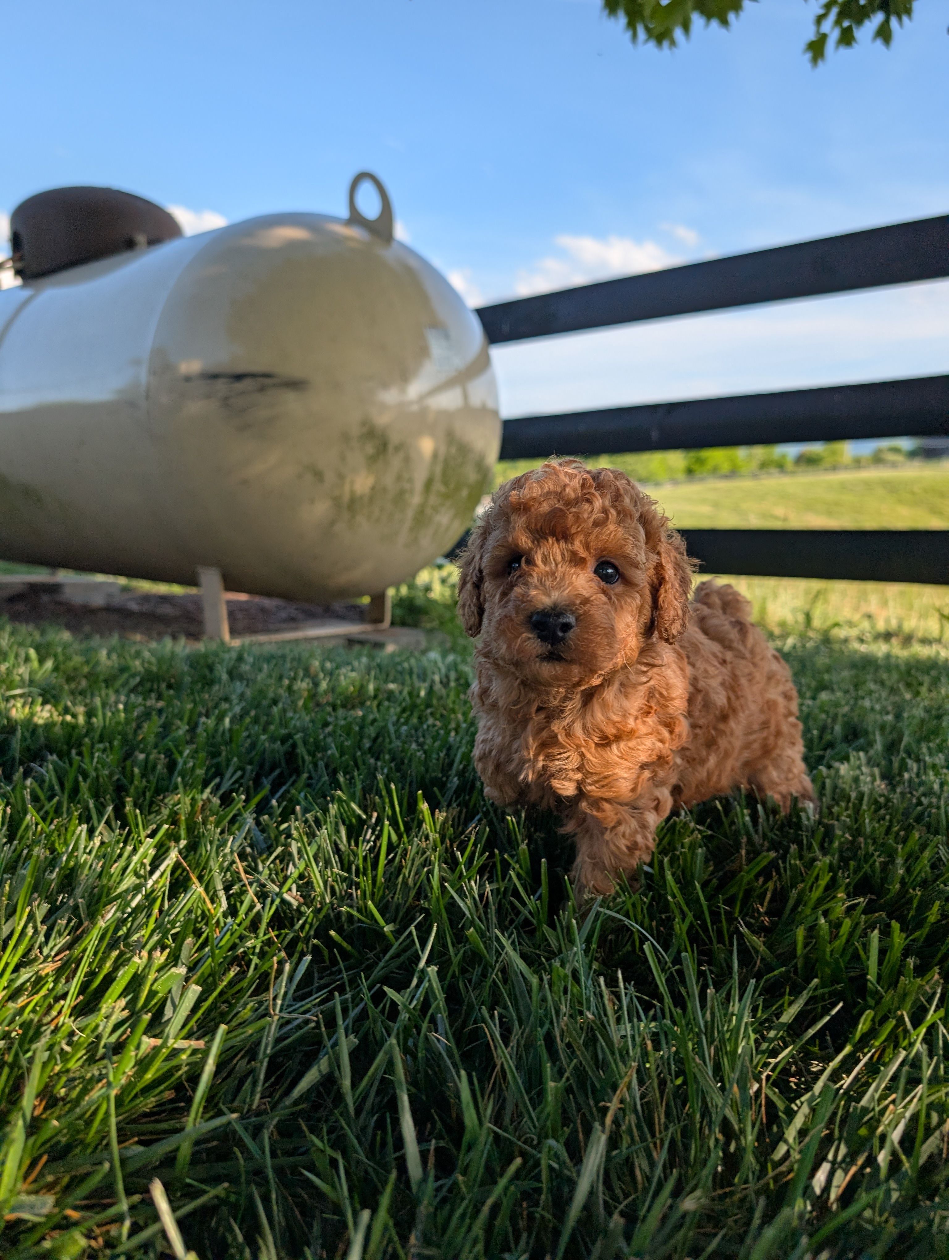 Cooper – Poodle - Miniature  puppy for sale in Chuckey, TN