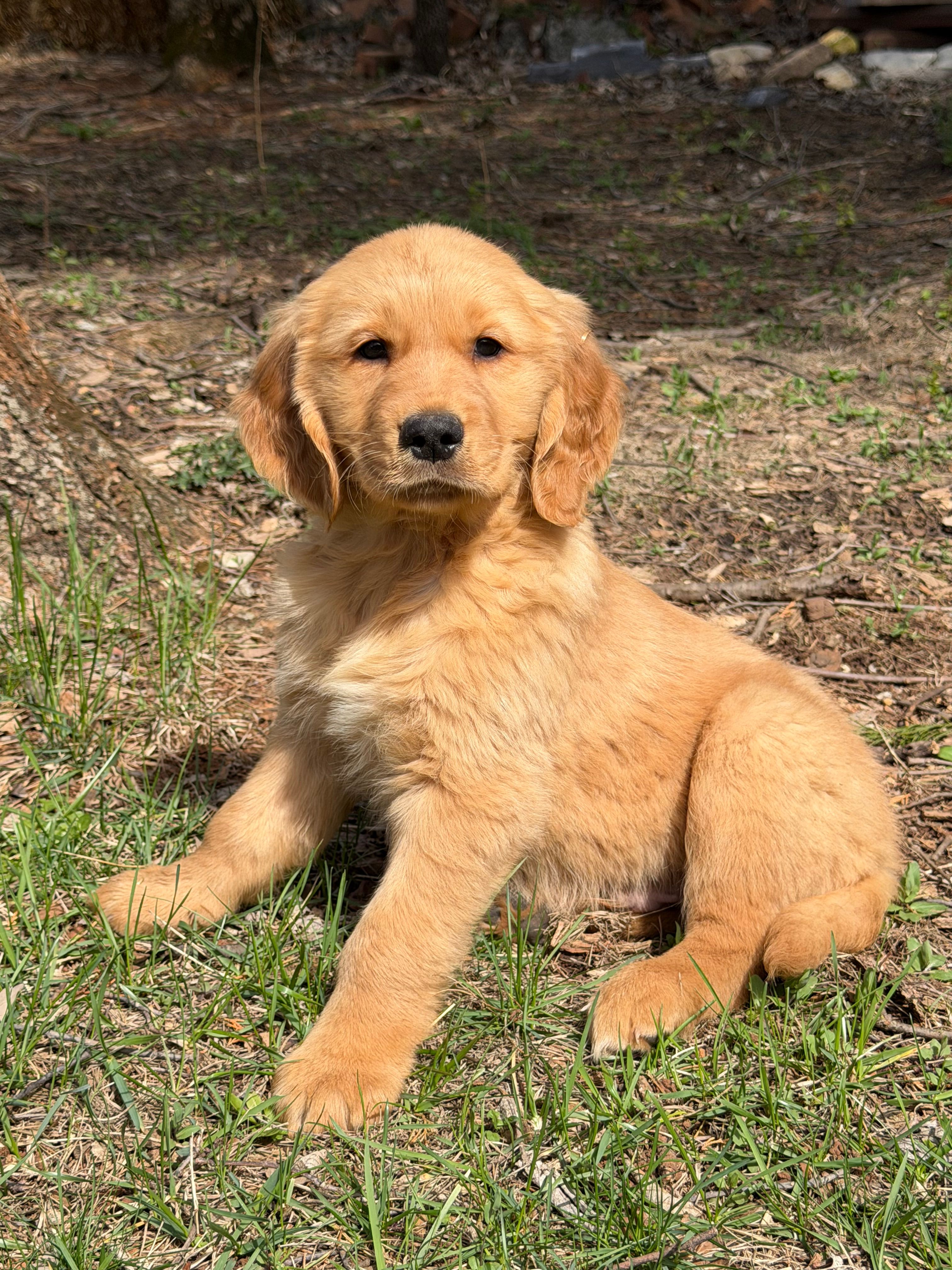 Doug – Golden Retriever puppy for sale in Harrisonburg, VA