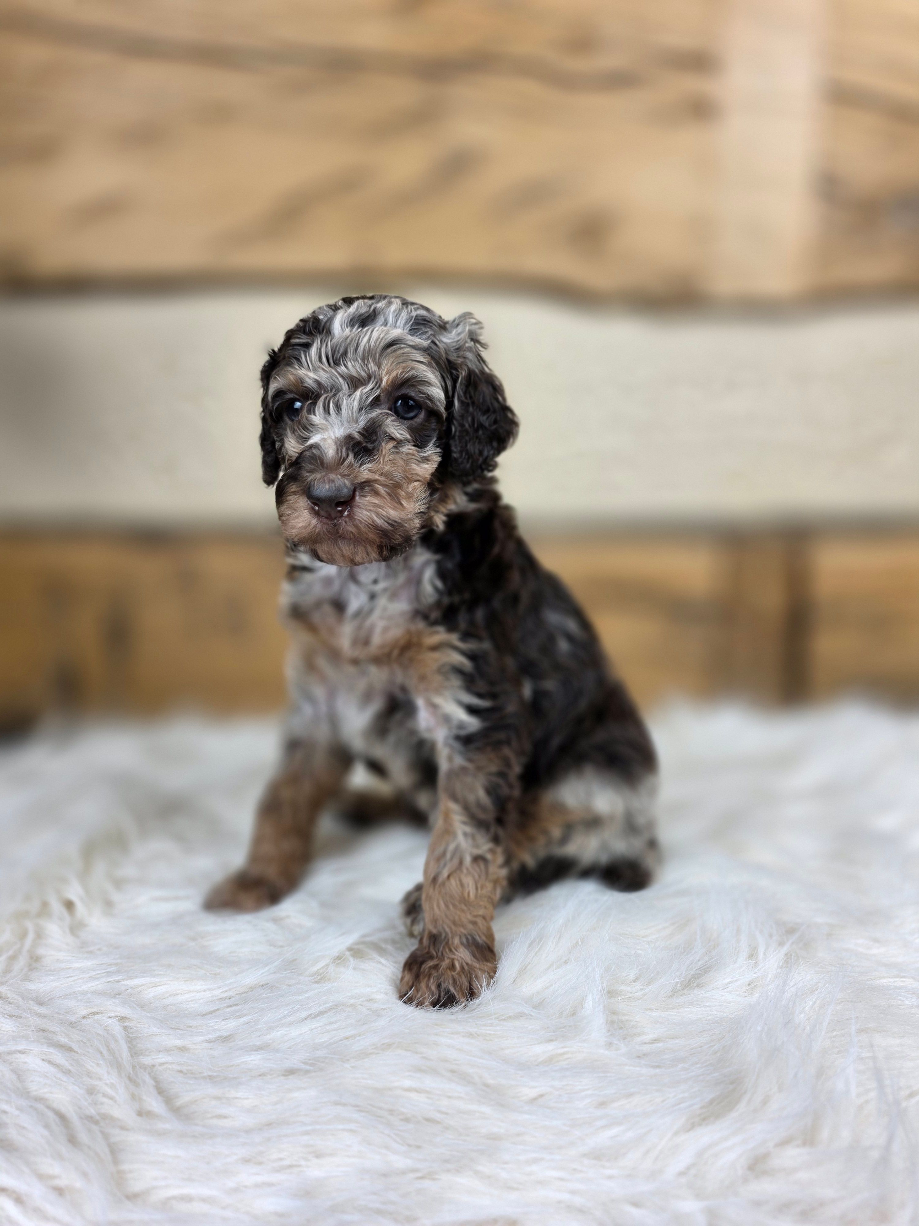 Violet – Poodle - Standard  puppy for sale in Stone Creek, OH