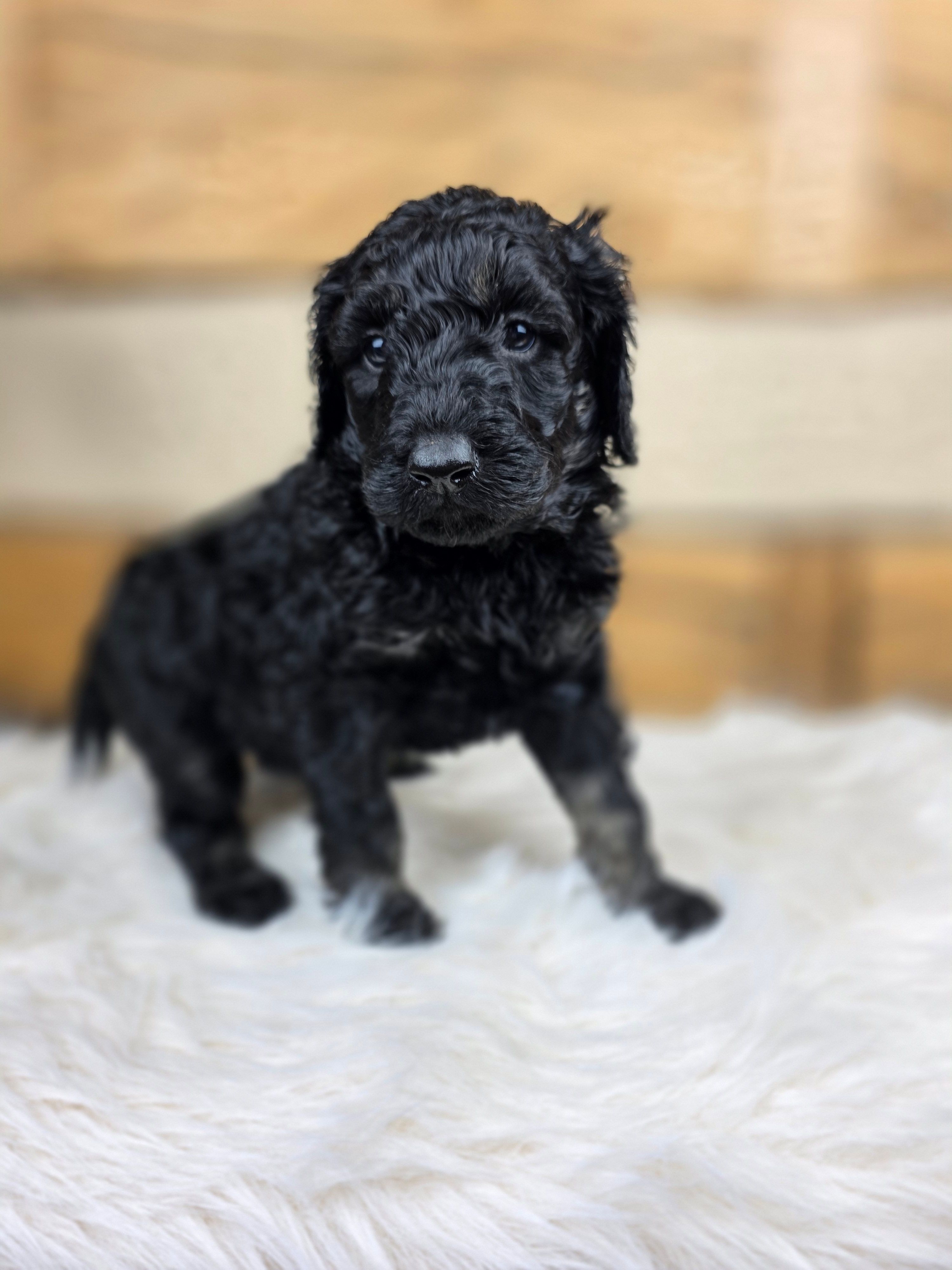 Anthony – Poodle - Standard  puppy for sale in Stone Creek, OH