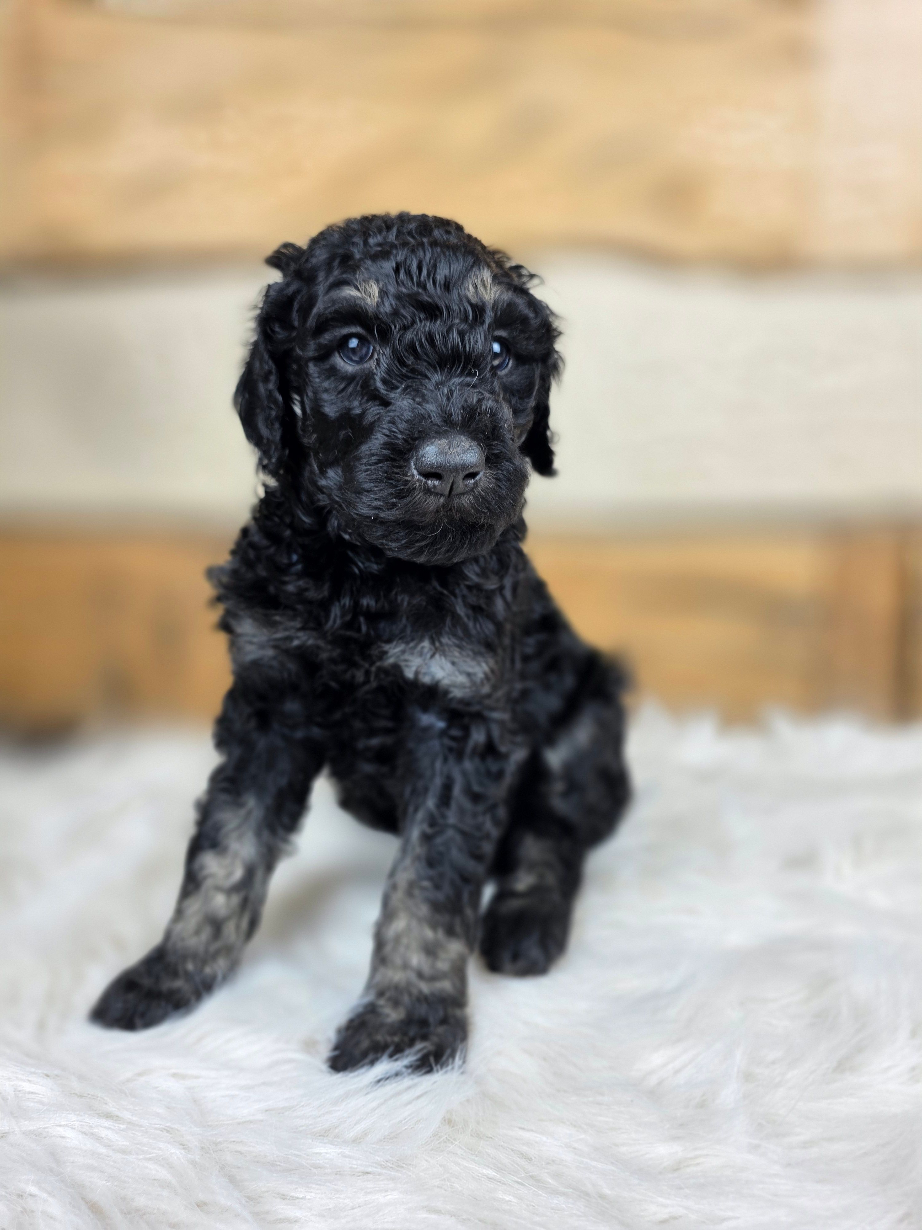 Francesca – Poodle - Standard  puppy for sale in Stone Creek, OH