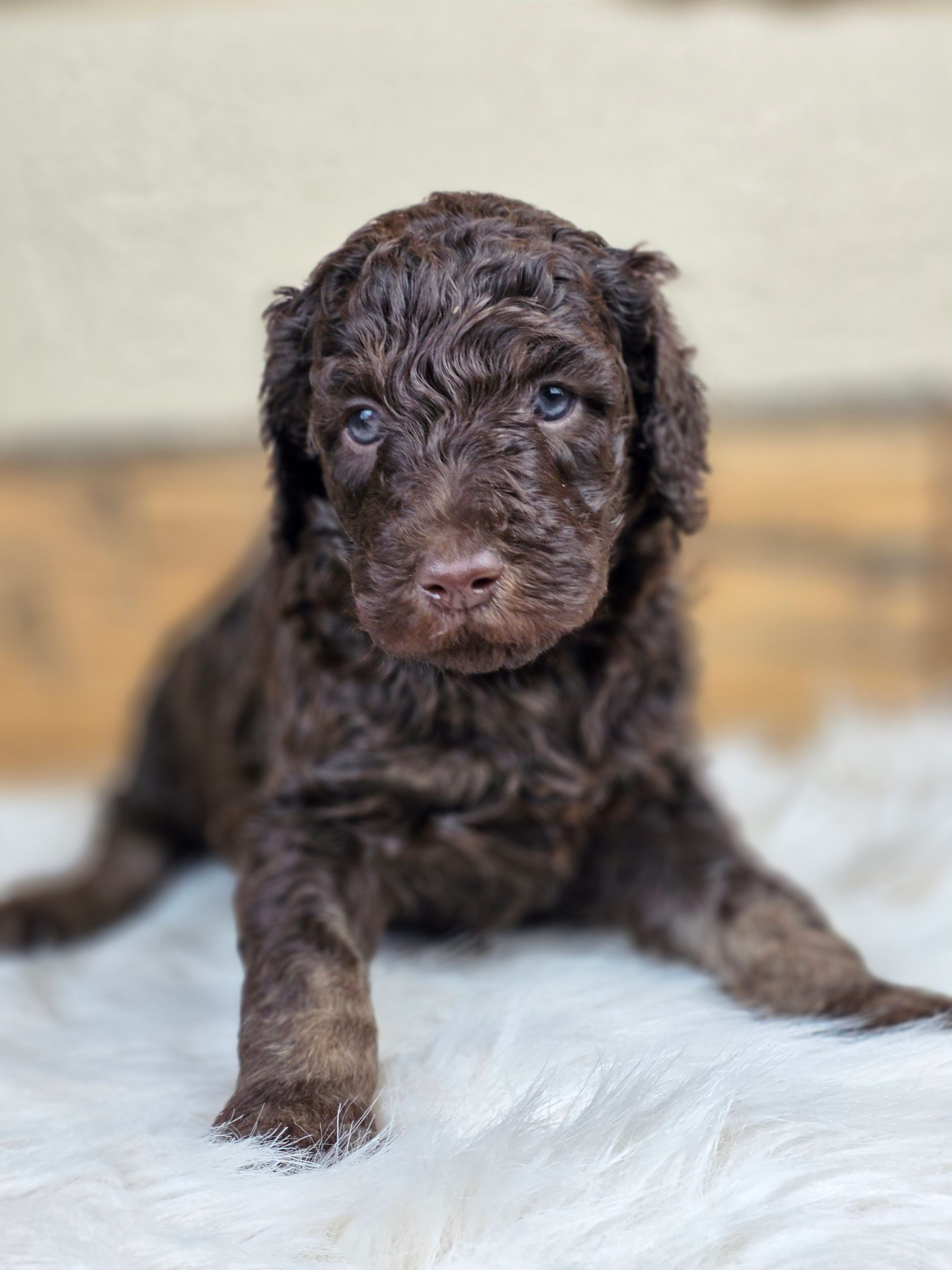 Benedict – Poodle - Standard  puppy for sale in Stone Creek, OH