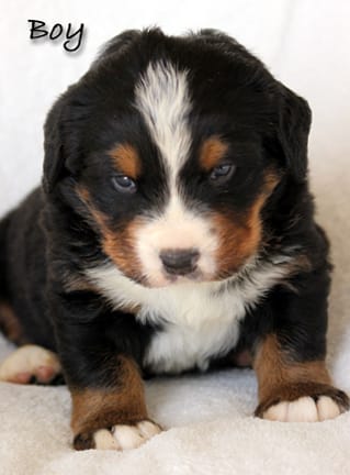 Boy – Bernese Mountain Dog puppy for sale in Riverside, CA