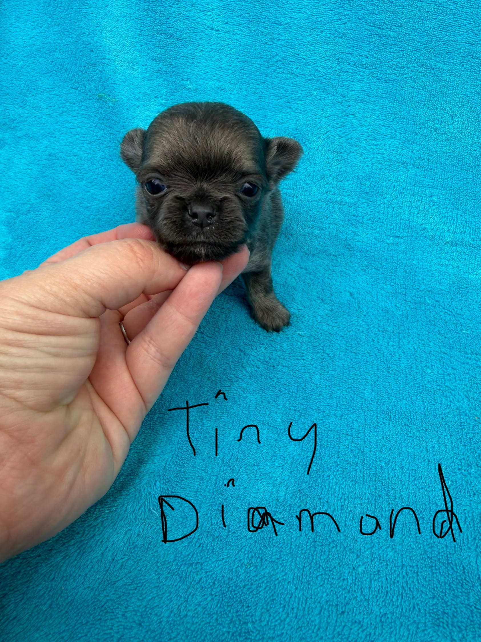 Tiny Diamond  – Chihuahua puppy for sale in Walterboro, SC