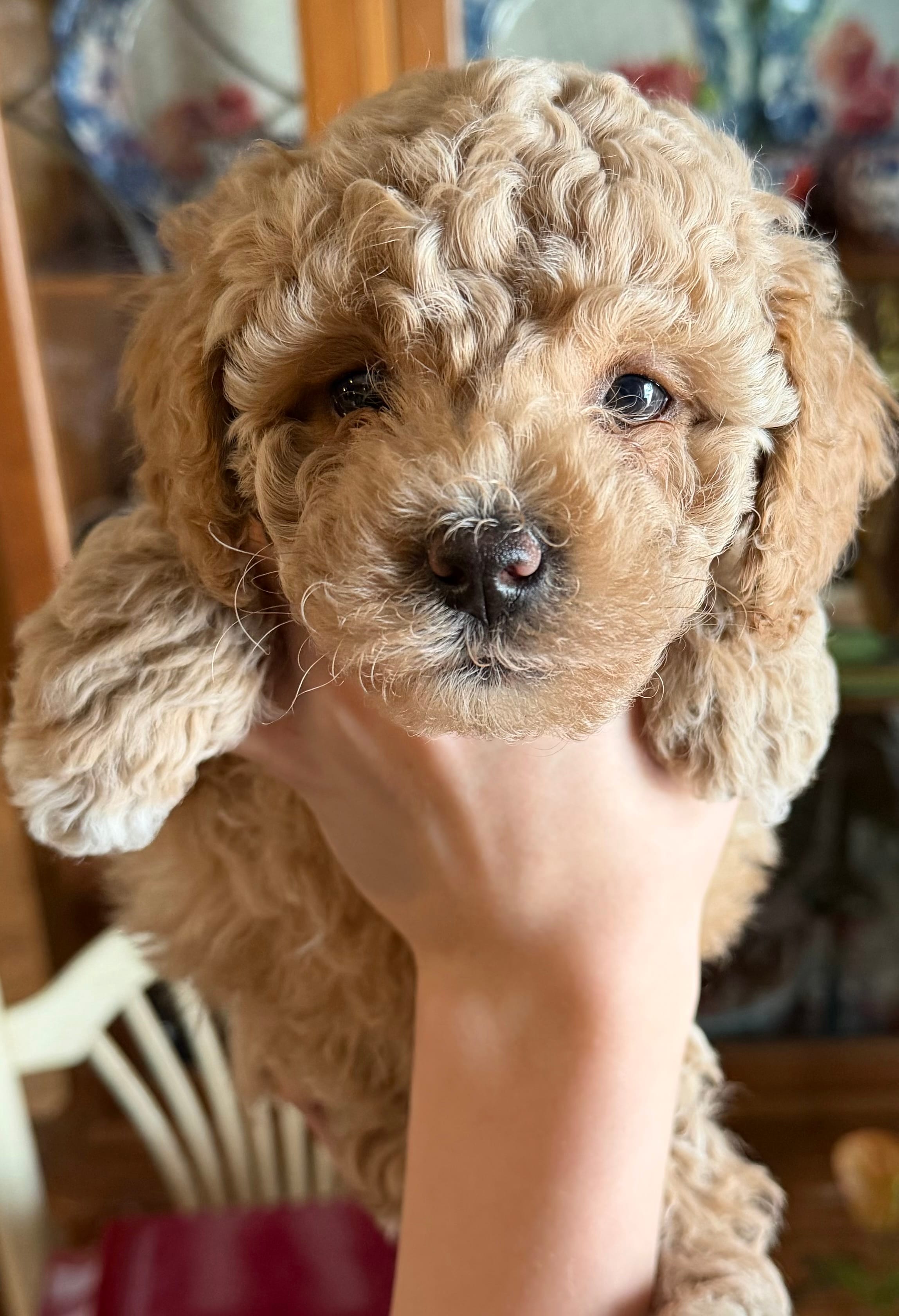 Rocky – Poodle - Toy  puppy for sale in Bourbon, MO
