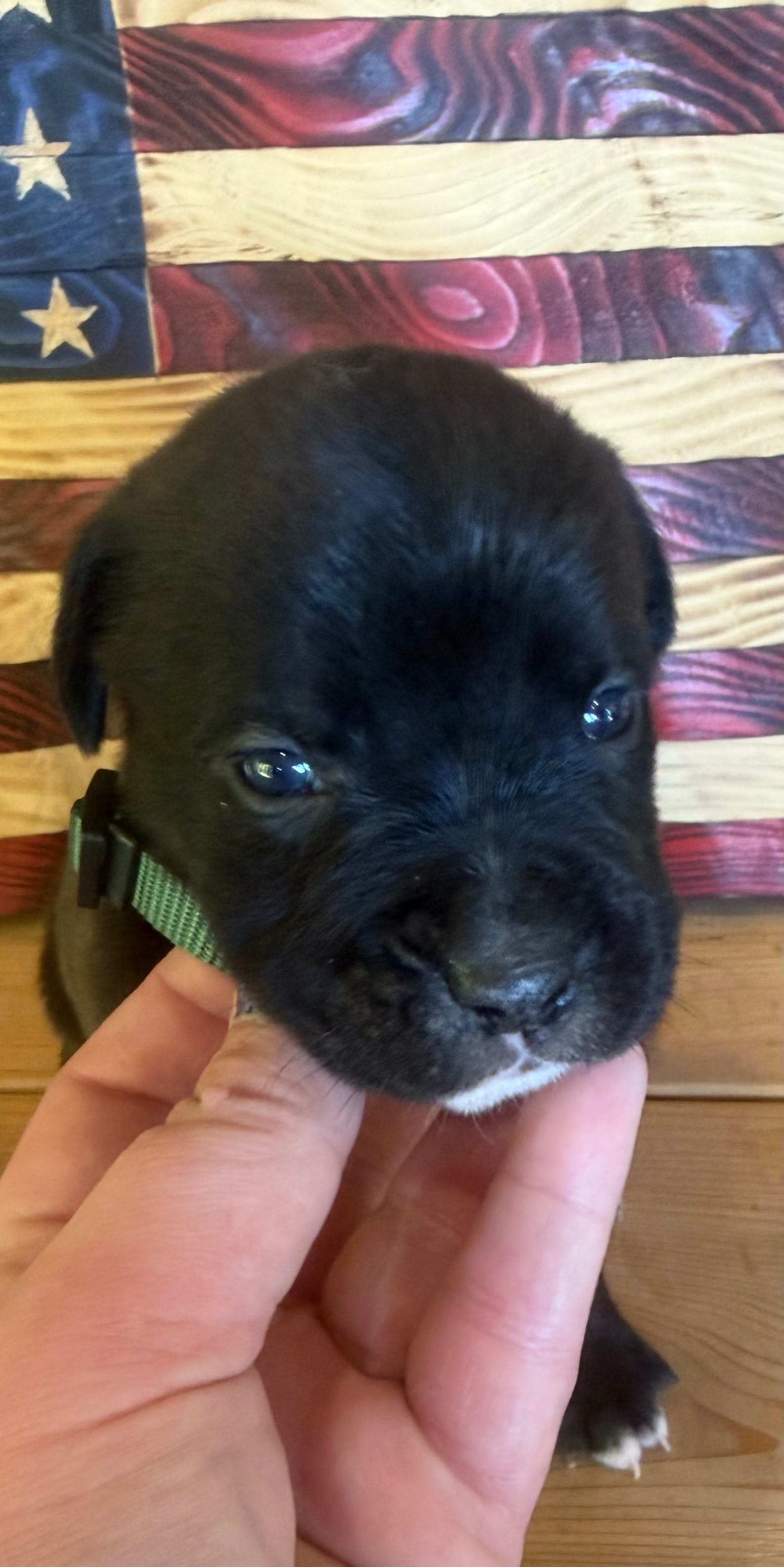 Dark green collar boy – Boxer puppy for sale in Bourbon, MO
