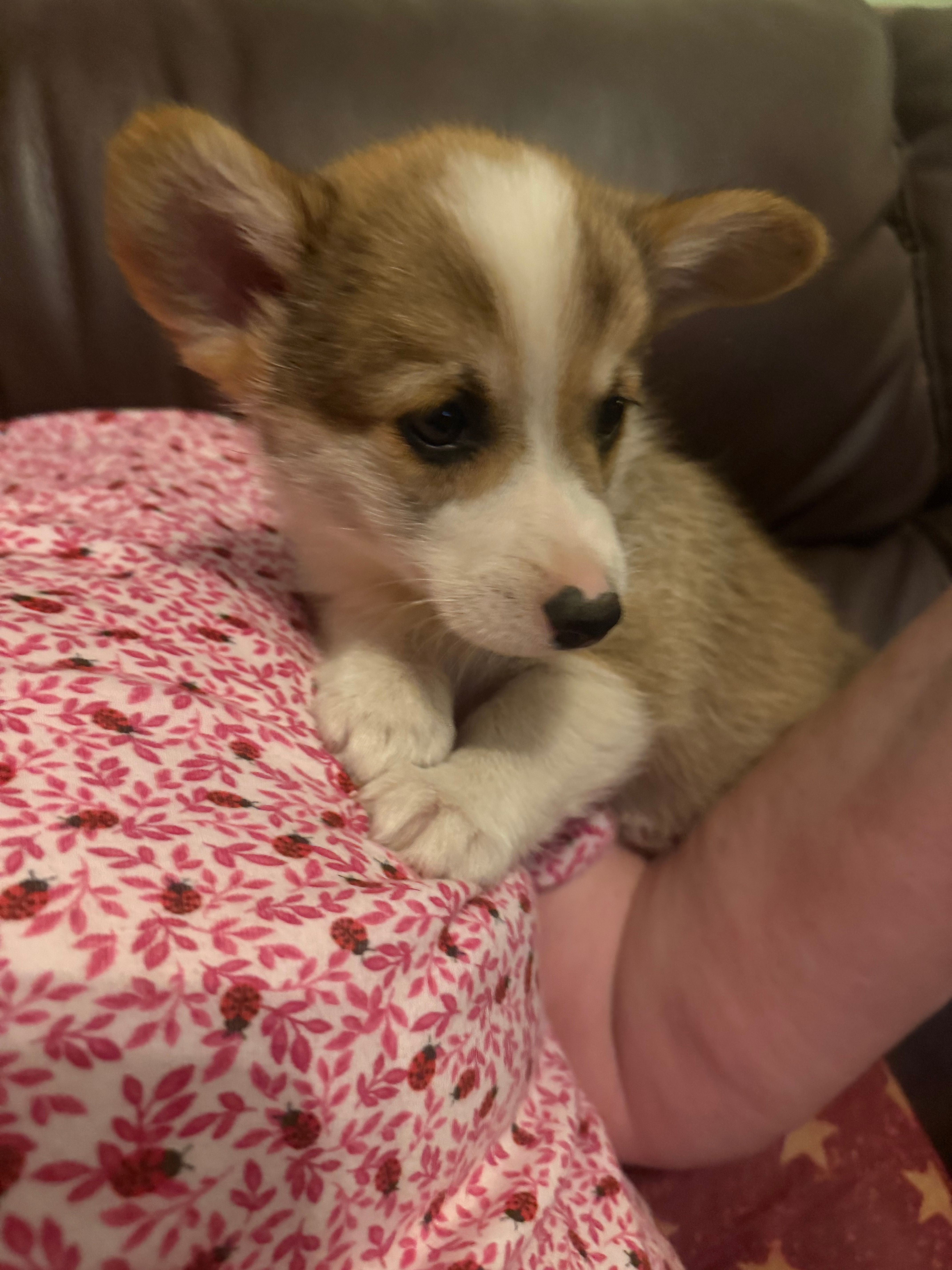 Male 1 corgi – Pembroke Welsh Corgi puppy for sale in Bourbon, MO