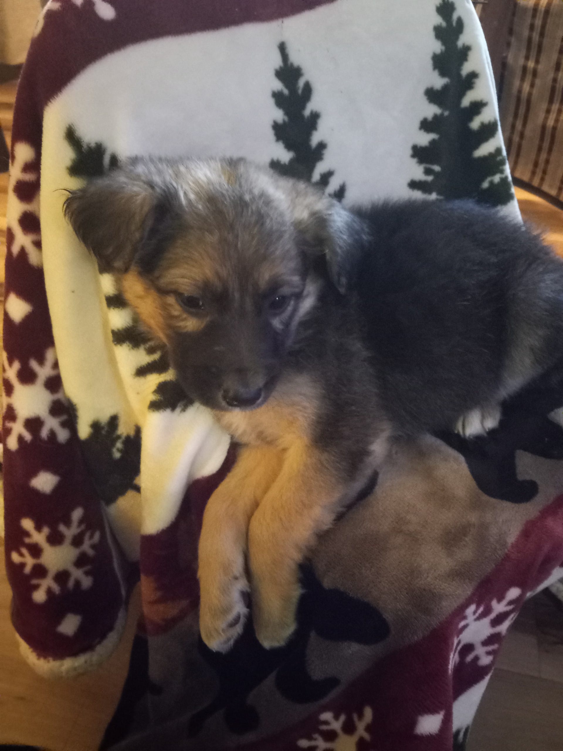 Bella – German Shepherd Dog puppy for sale in Bourbon, MO