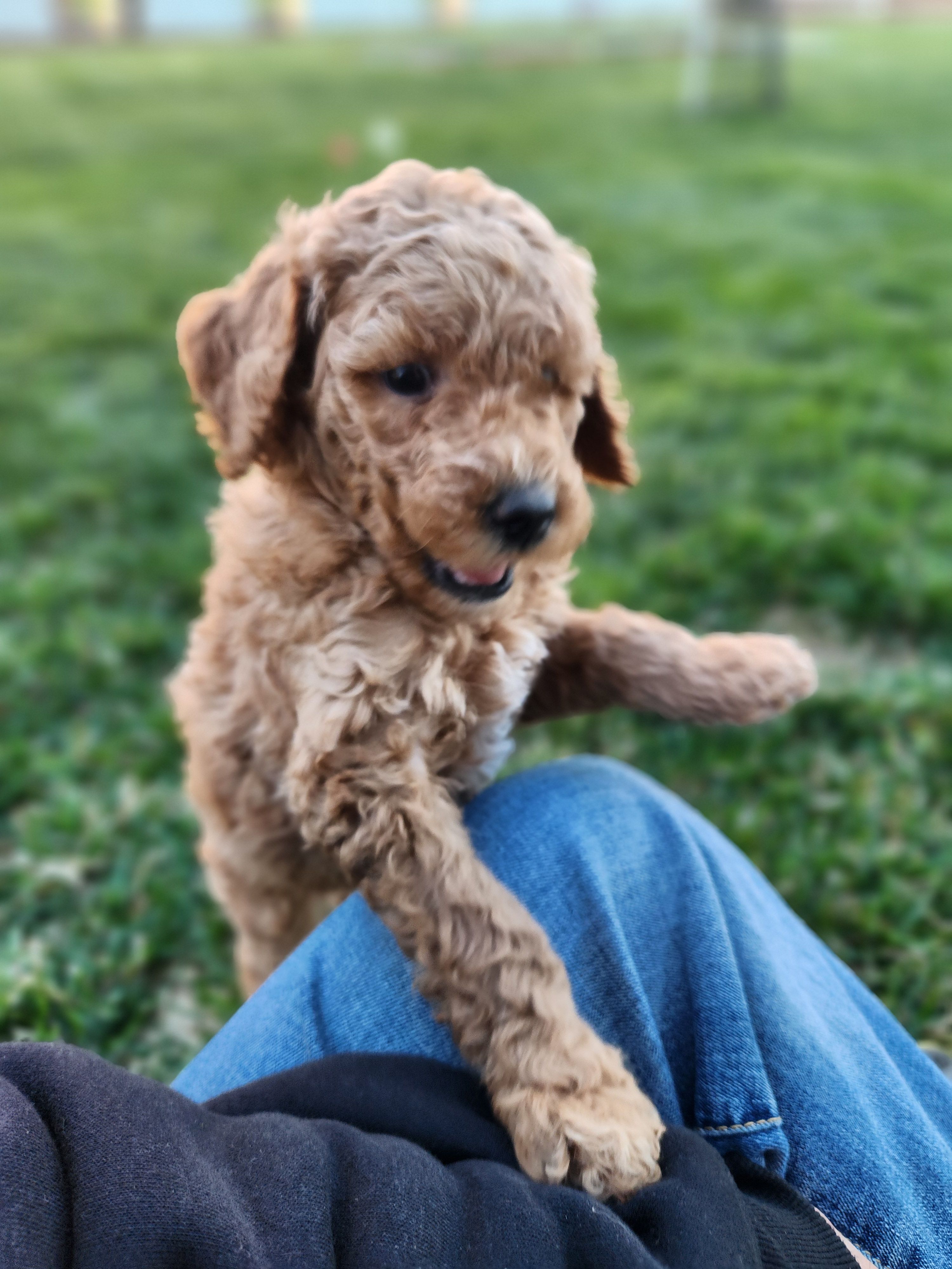Little Boy Blue – Poodle - Standard  puppy for sale in Willard, UT