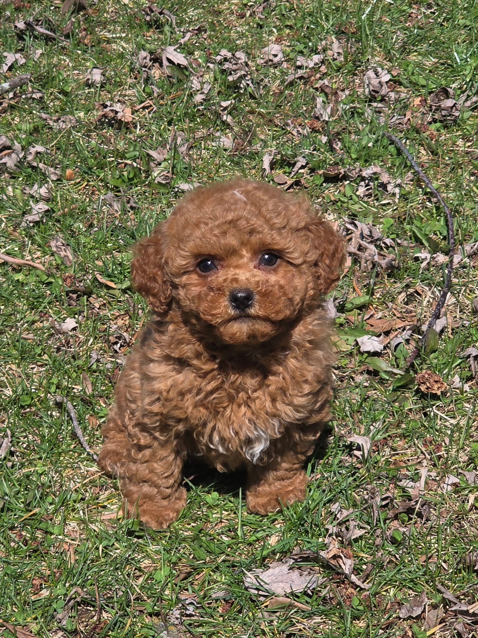 Joey – Poodle - Toy  puppy for sale in Fowlerville, MI