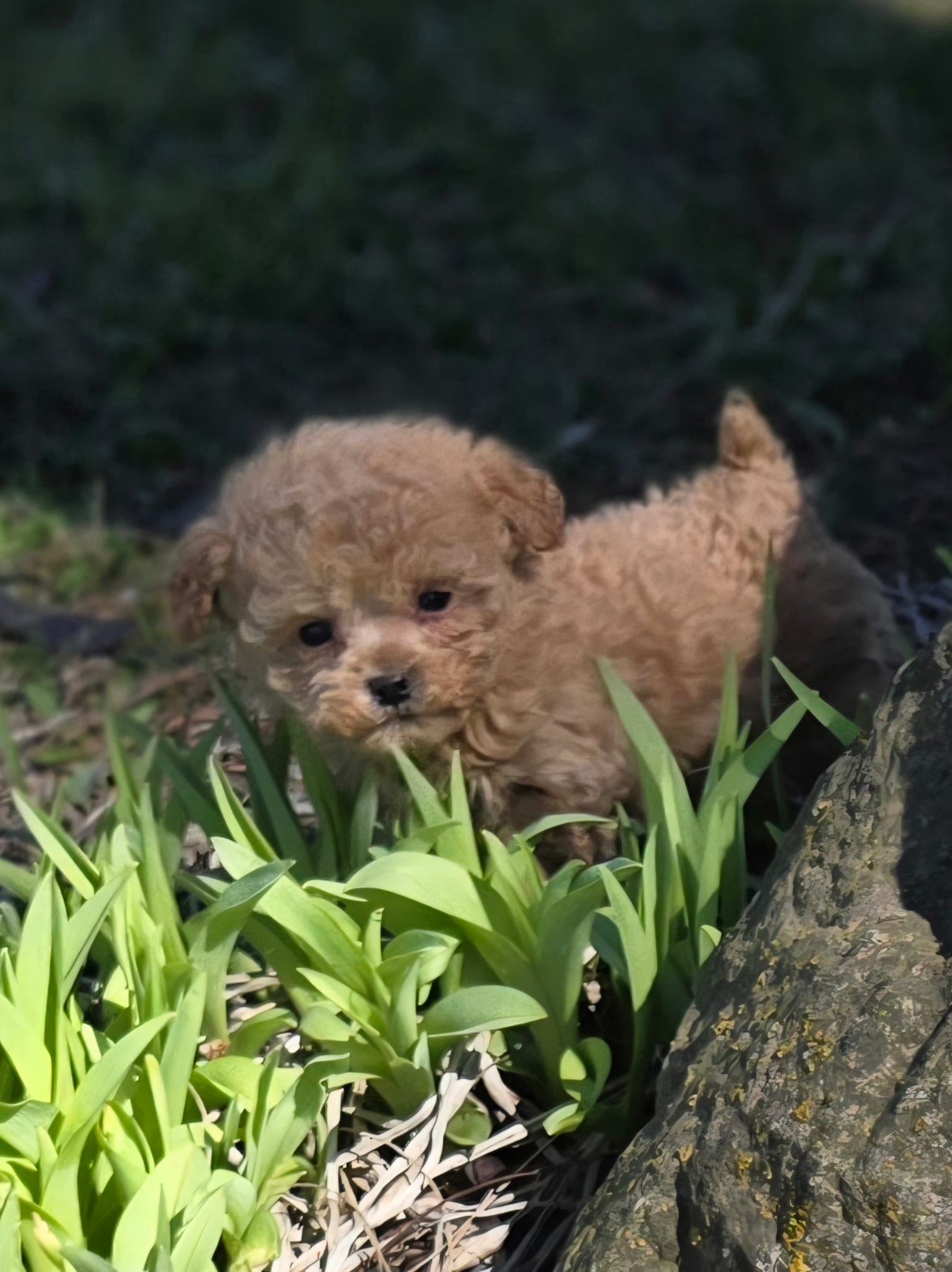 Johnny – Poodle - Toy  puppy for sale in Fowlerville, MI