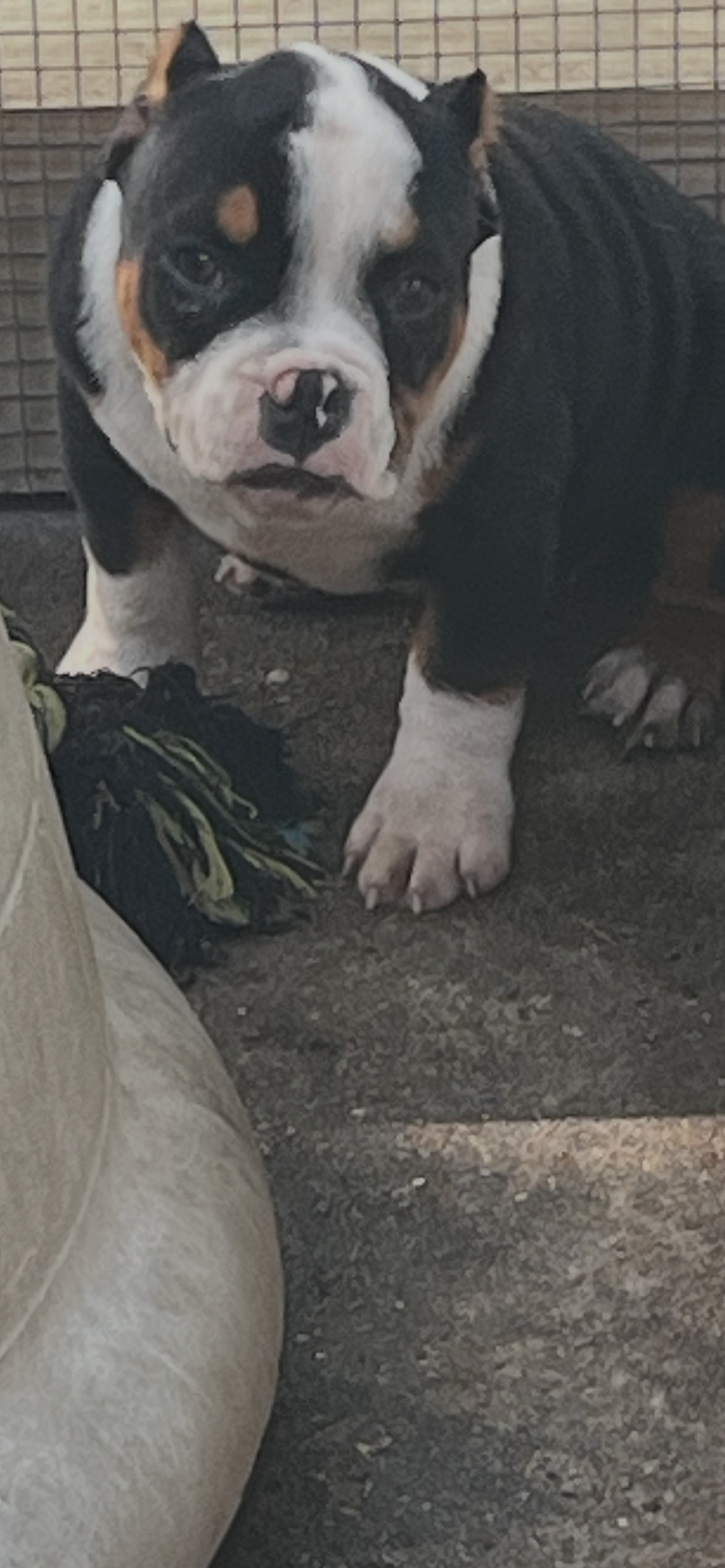 Willis – American Bully puppy for sale in Livingston, LA