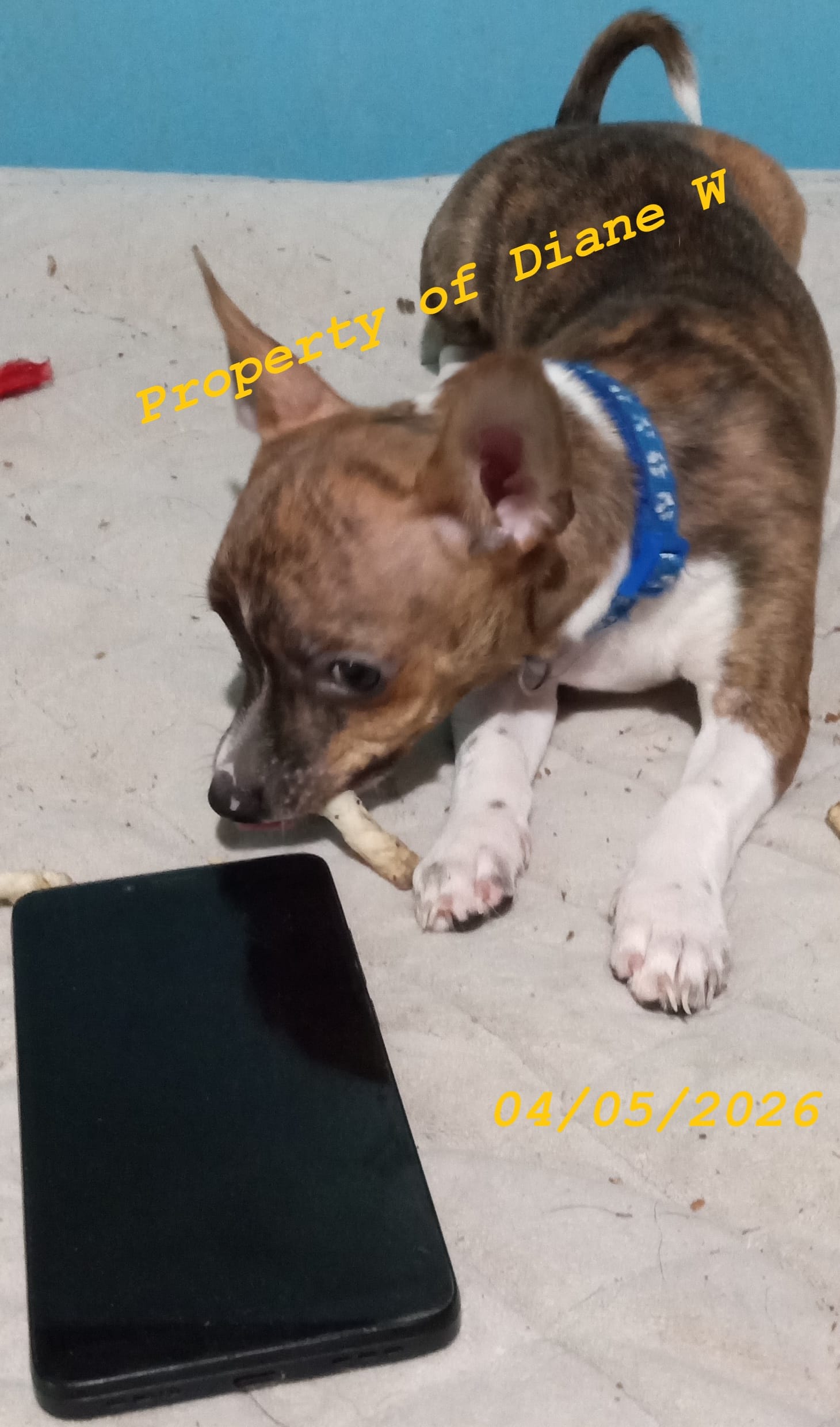 Boy Chihuahua / Jack Russell Puppy  – Jack Russell Terrier, Chihuahua puppy for sale in Hampton, VA