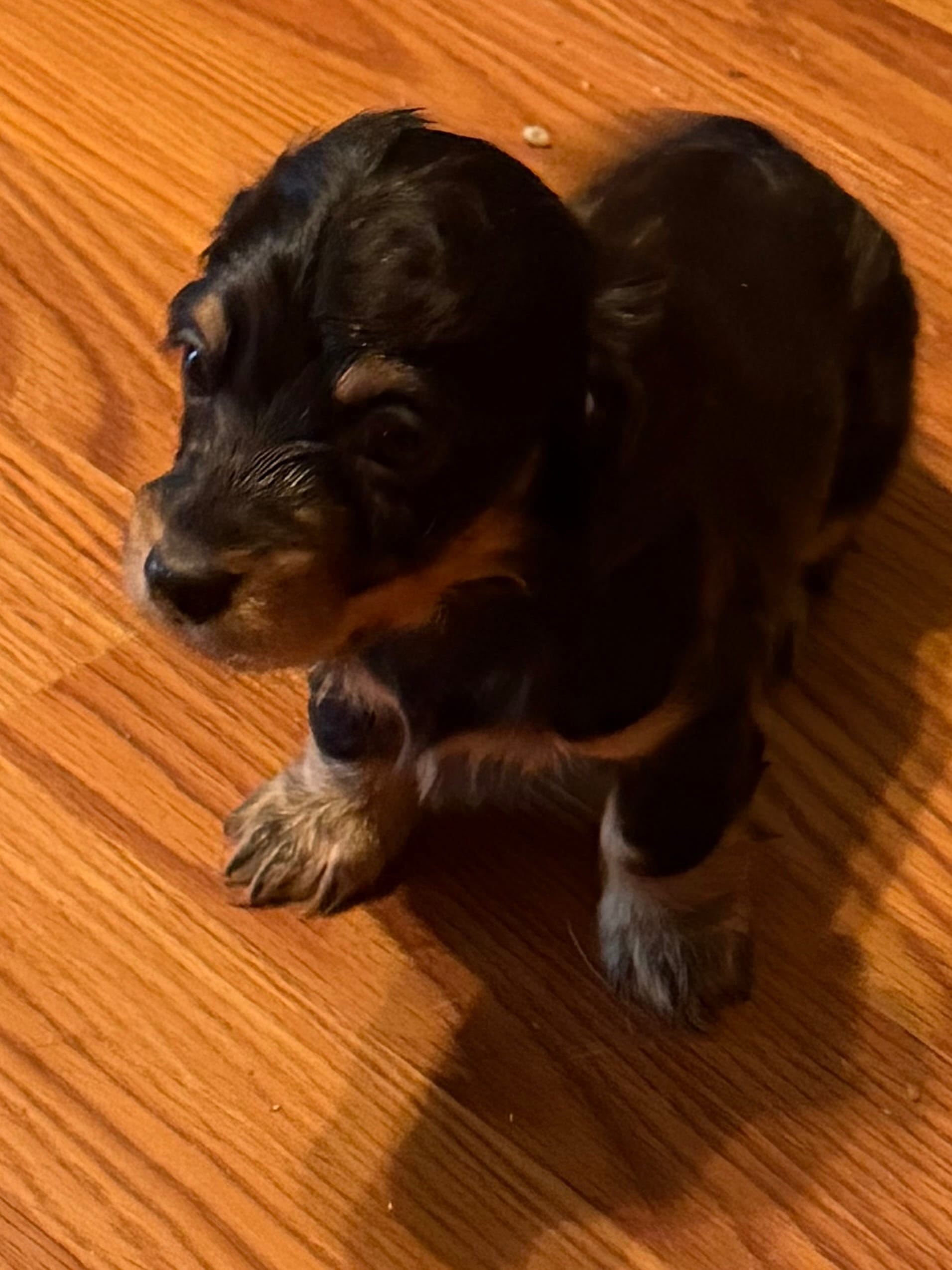 Abby – Dachshund puppy for sale in Farmville, VA