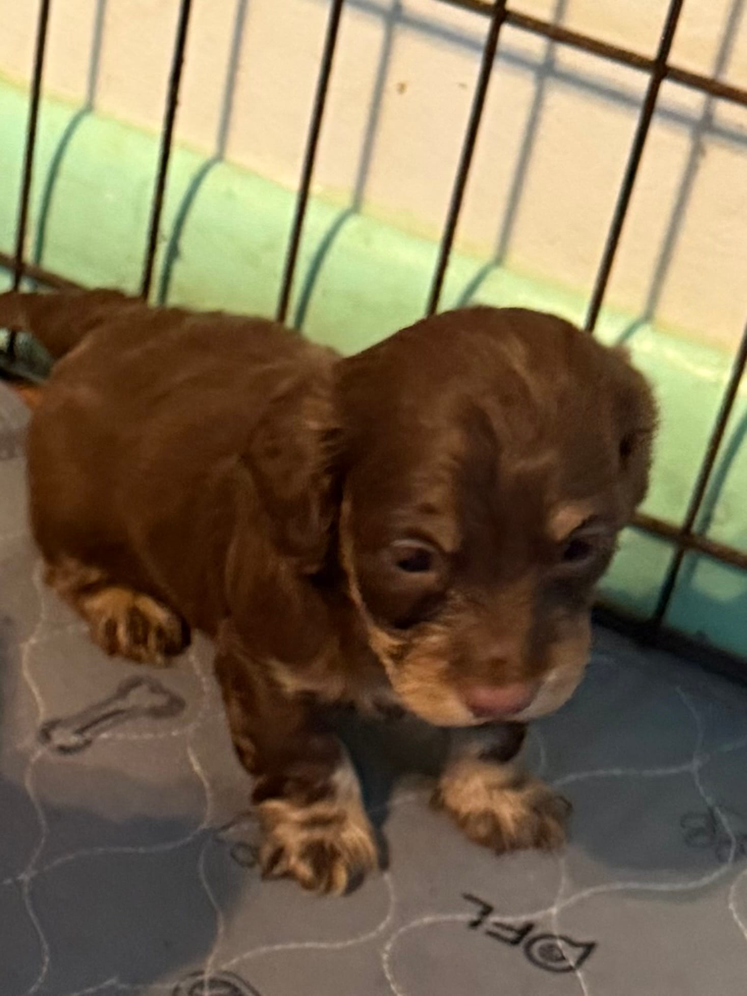Sunny – Dachshund puppy for sale in Farmville, VA