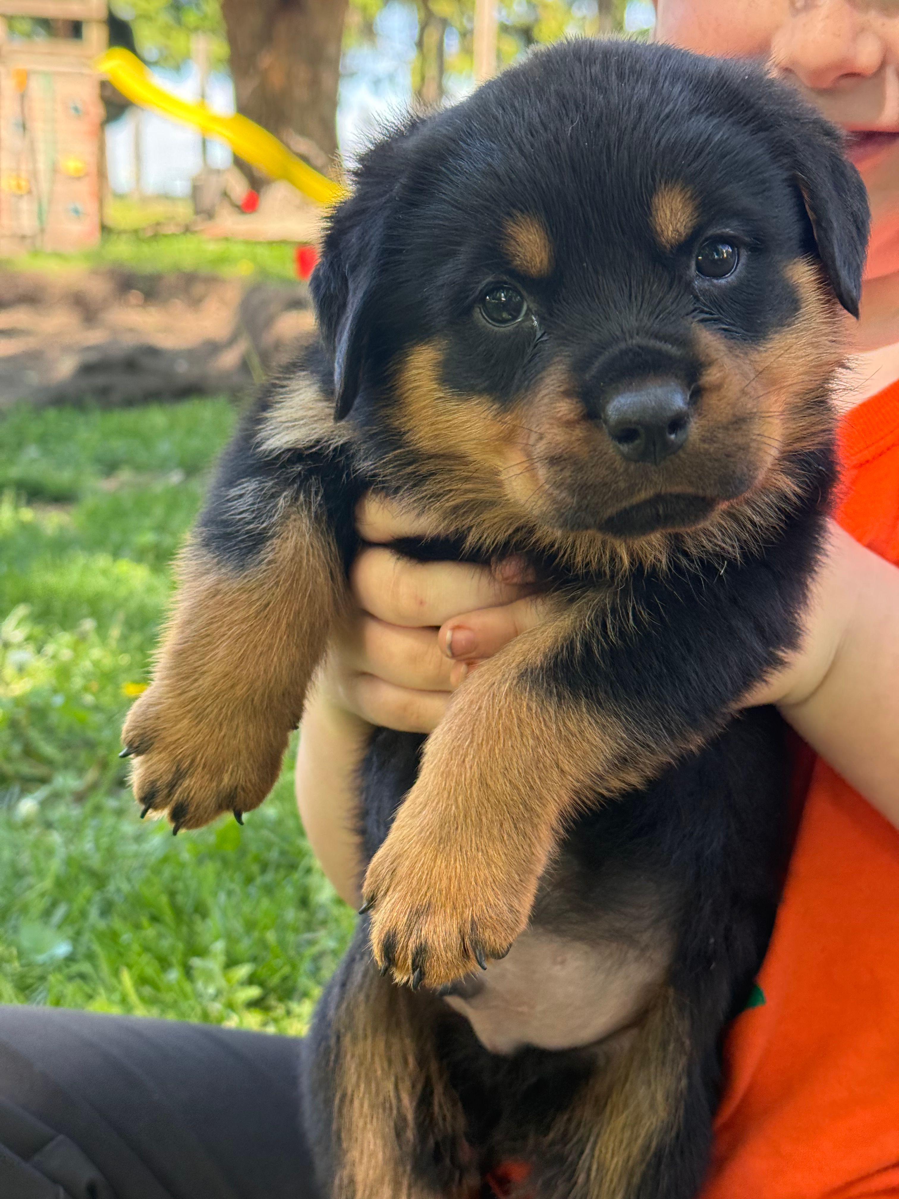 Akc male – Rottweiler puppy for sale in Walnut, IL