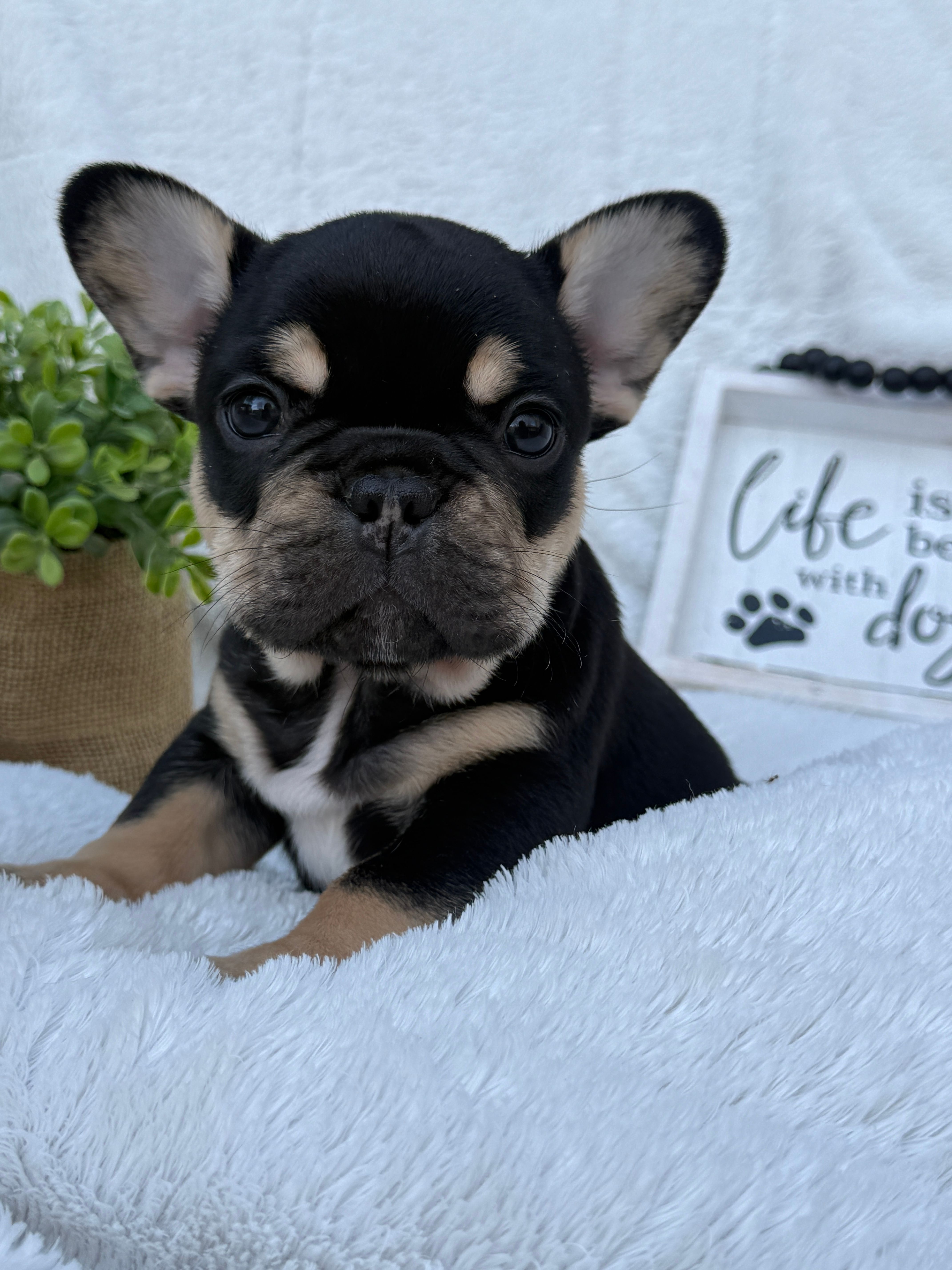Drone – French Bulldog puppy for sale in Ironwood, MI