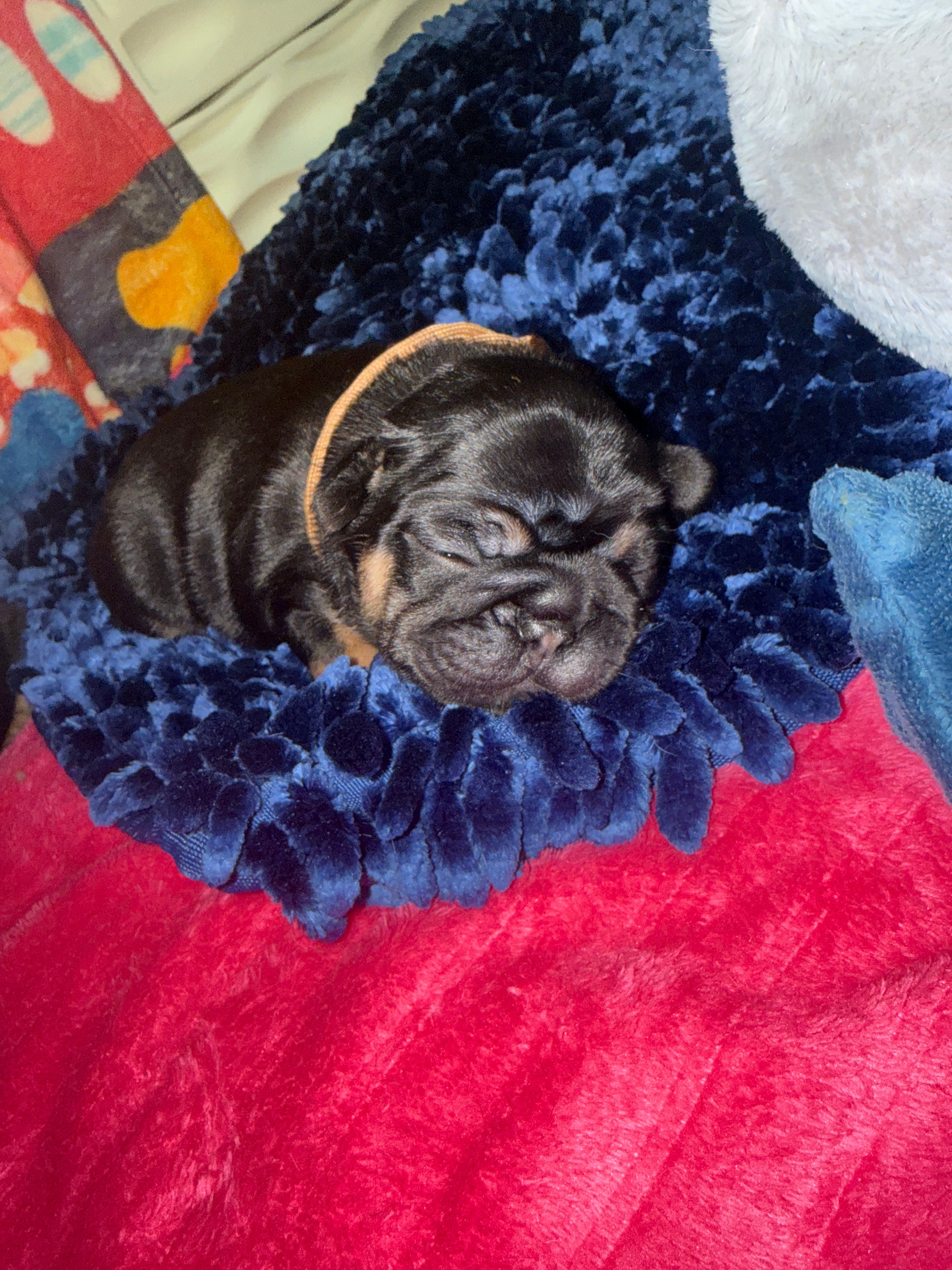 Mariner  – French Bulldog puppy for sale in Ironwood, MI