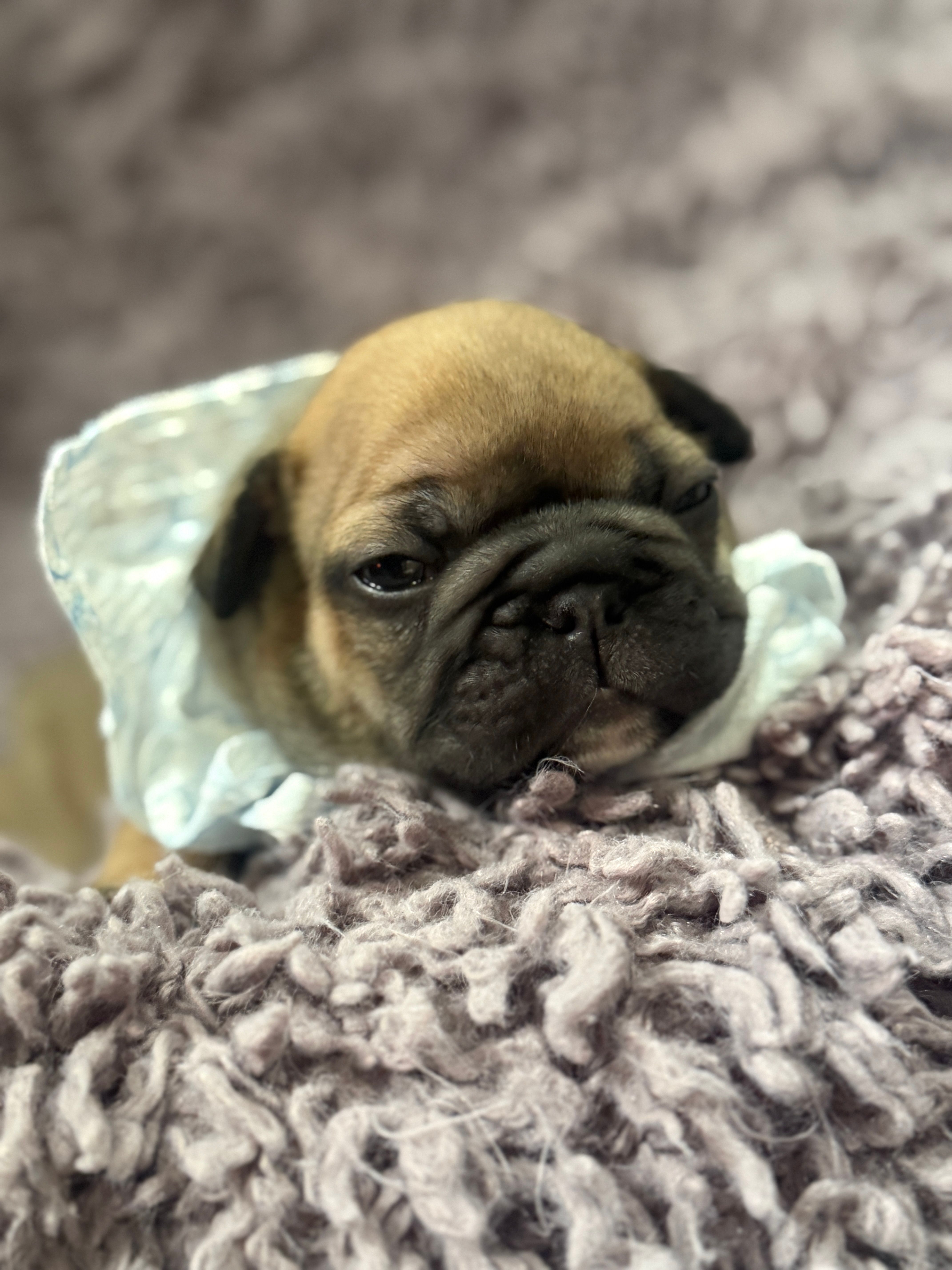Sailor  – French Bulldog puppy for sale in Ironwood, MI
