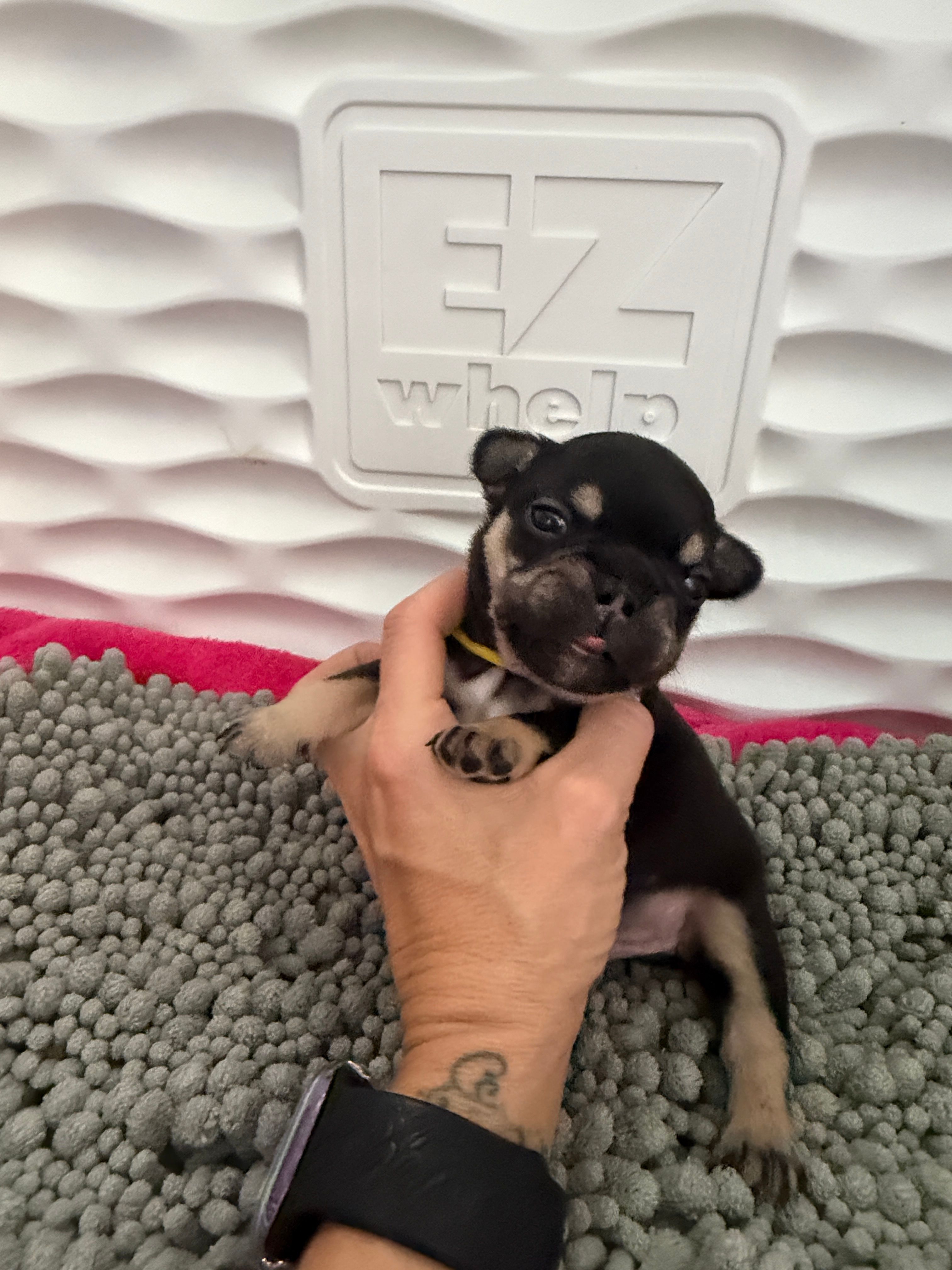 Drone – French Bulldog puppy for sale in Ironwood, MI