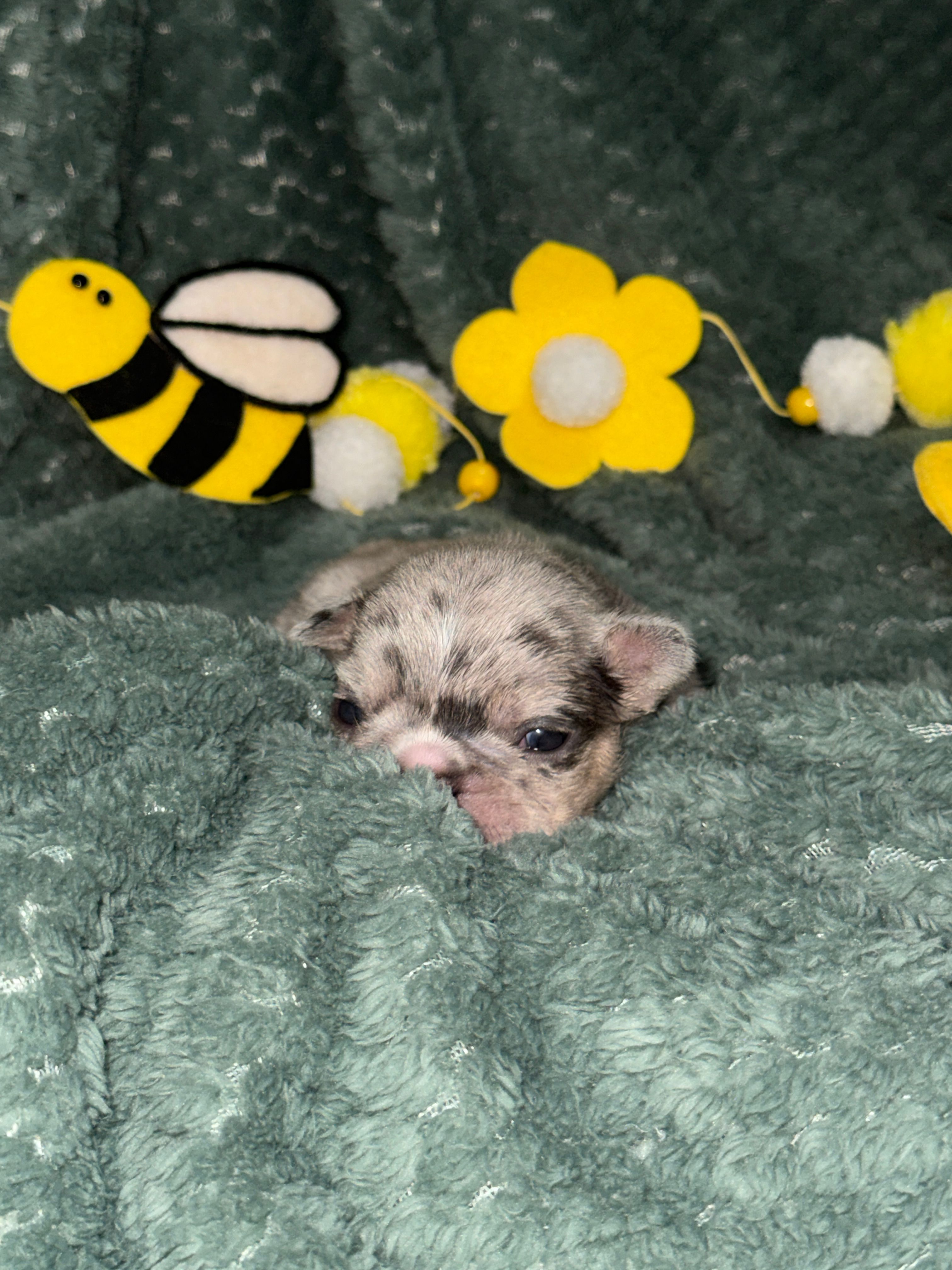 Buzz  – French Bulldog puppy for sale in Ironwood, MI