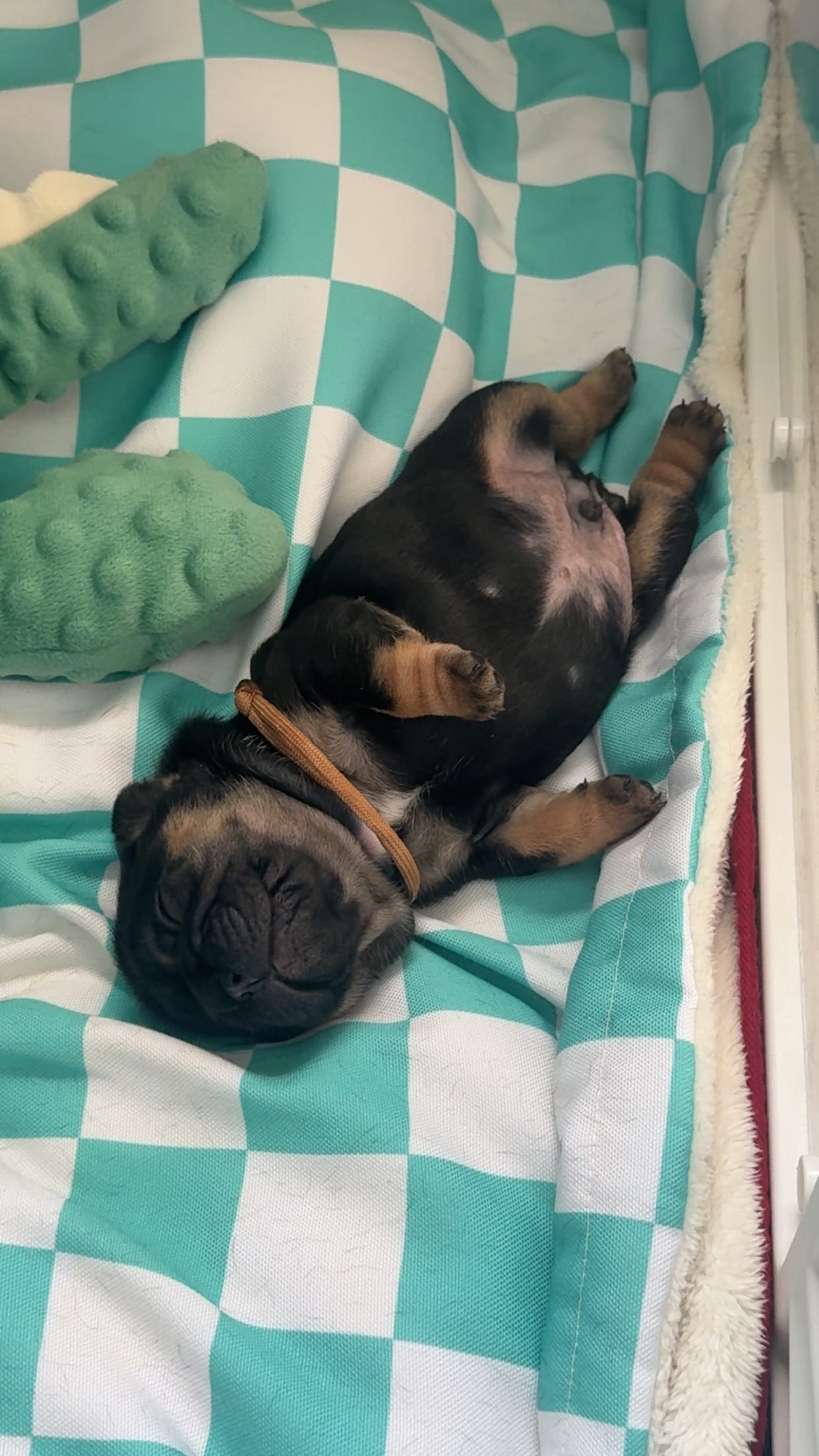 Mariner  – French Bulldog puppy for sale in Ironwood, MI