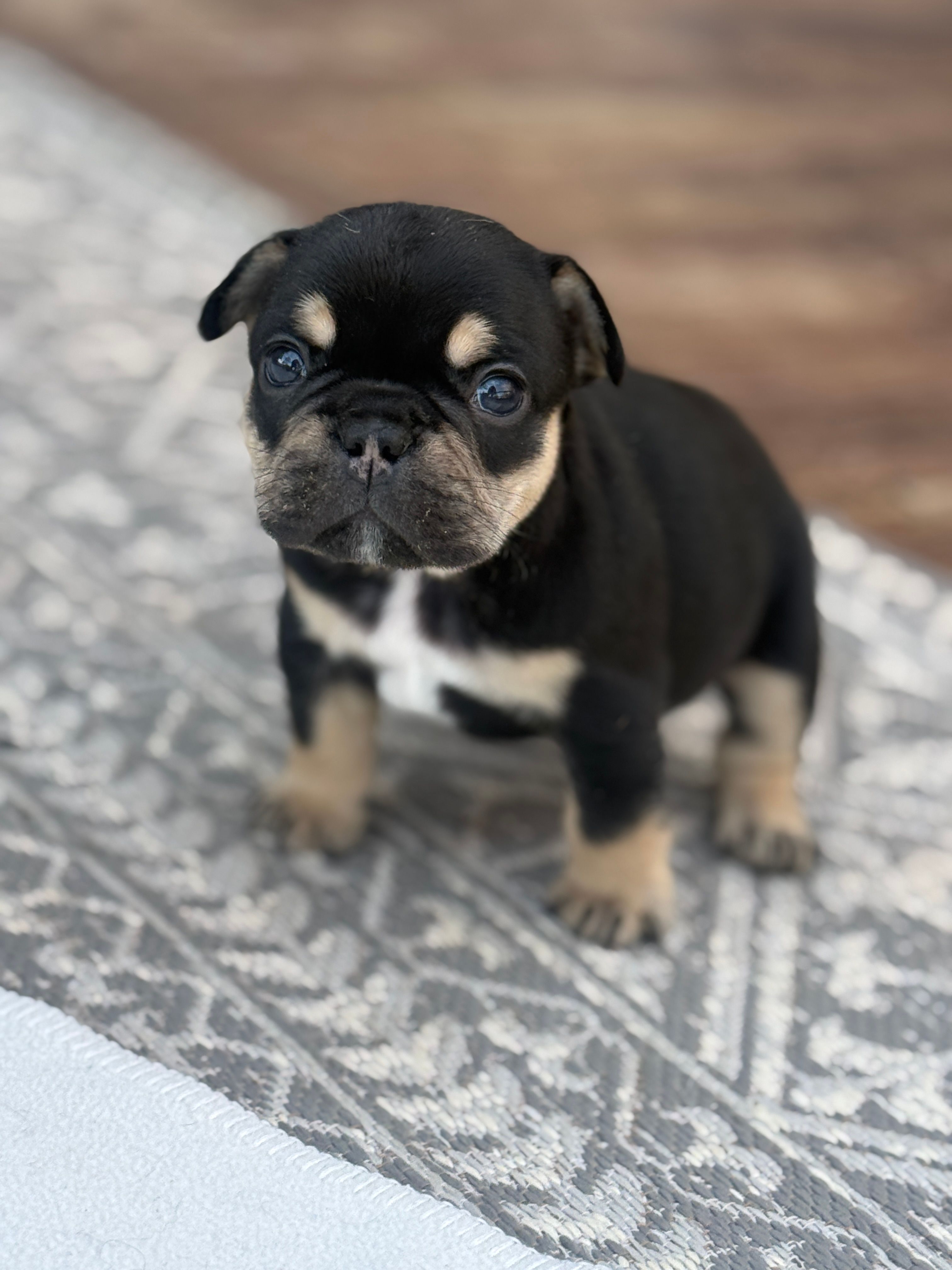 Drone – French Bulldog puppy for sale in Ironwood, MI