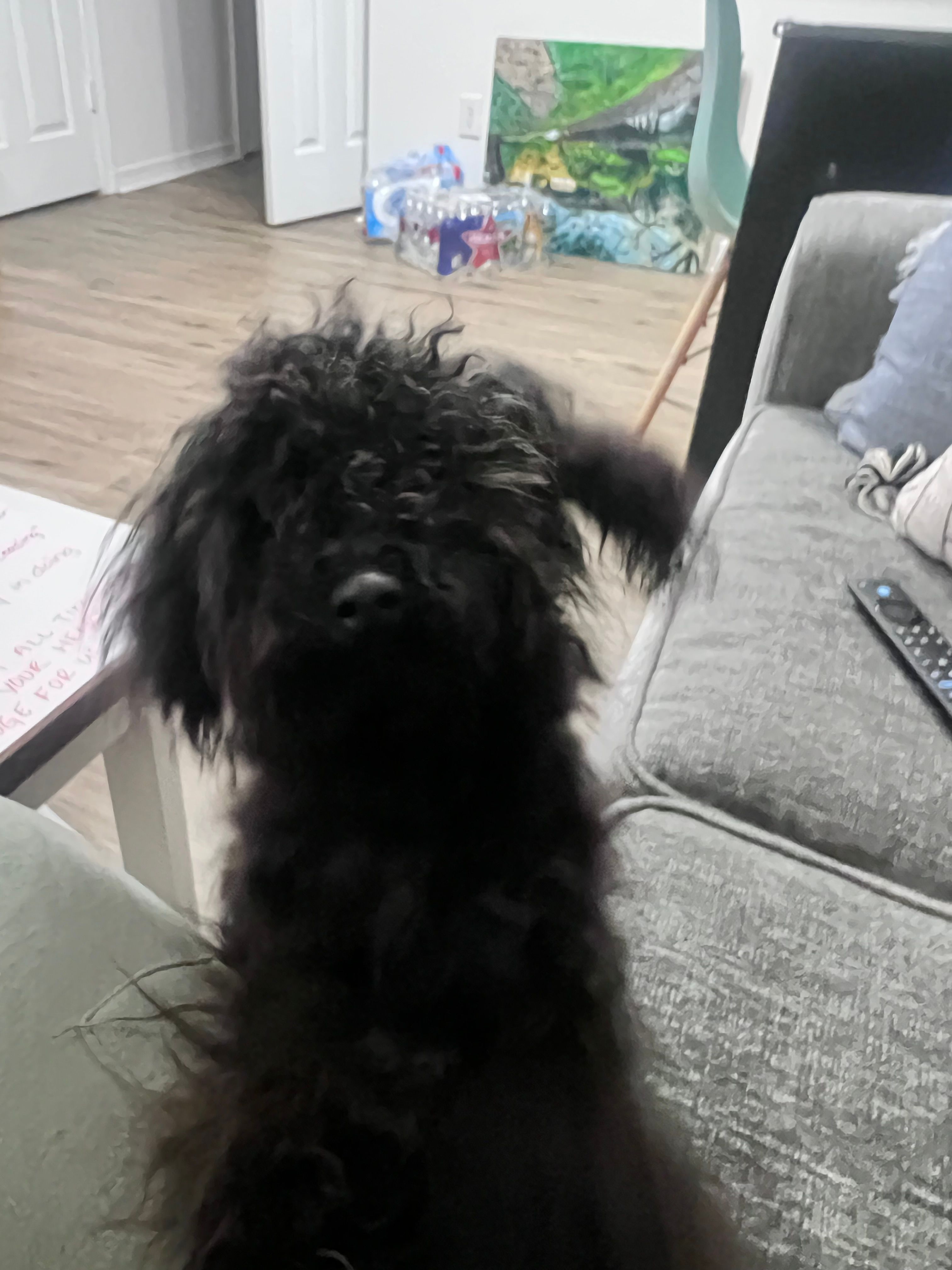 Onyx – Maltipoo puppy for sale in Biloxi, MS