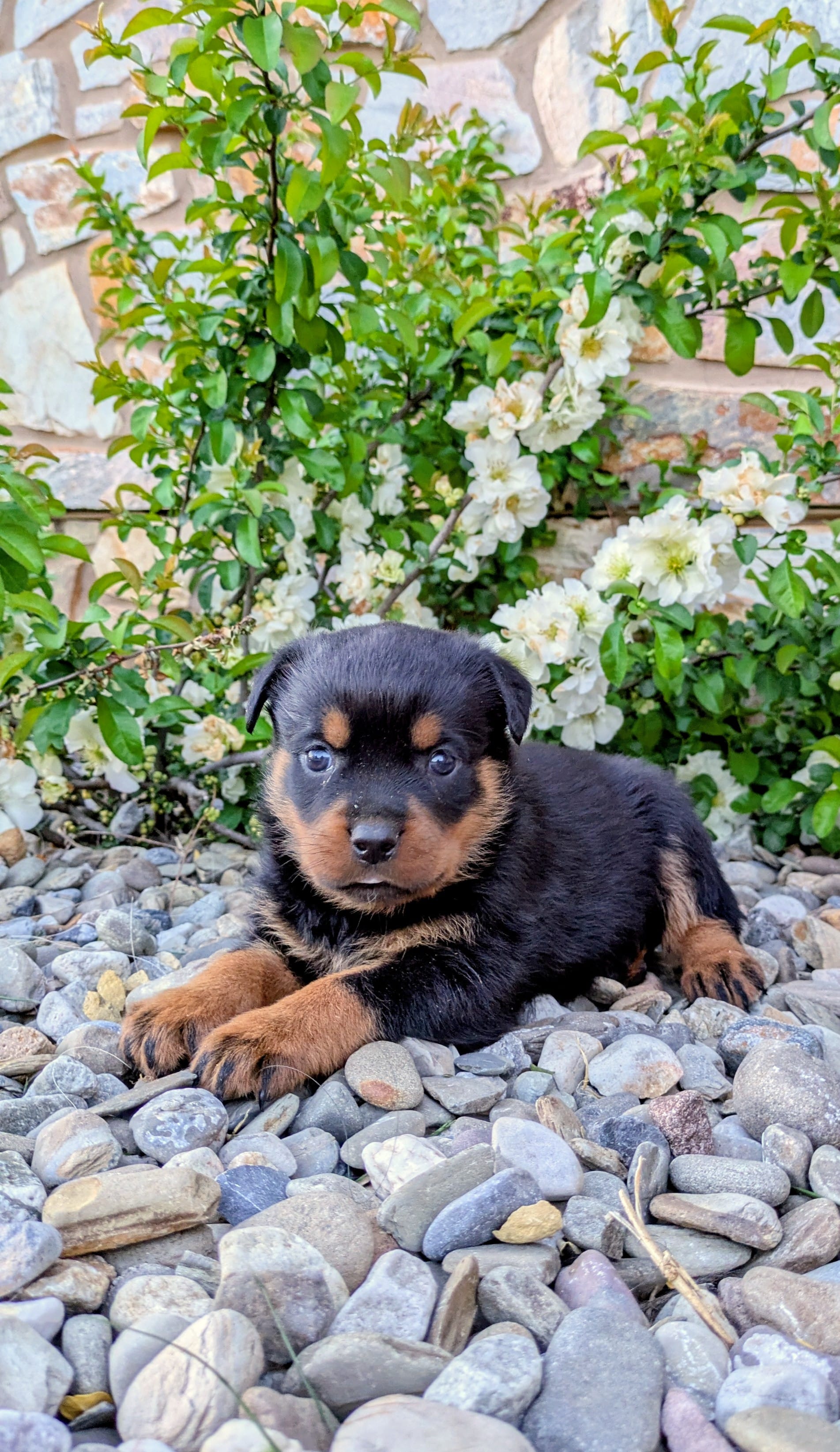 Bryce  – Rottweiler puppy for sale in Honey Brook, PA