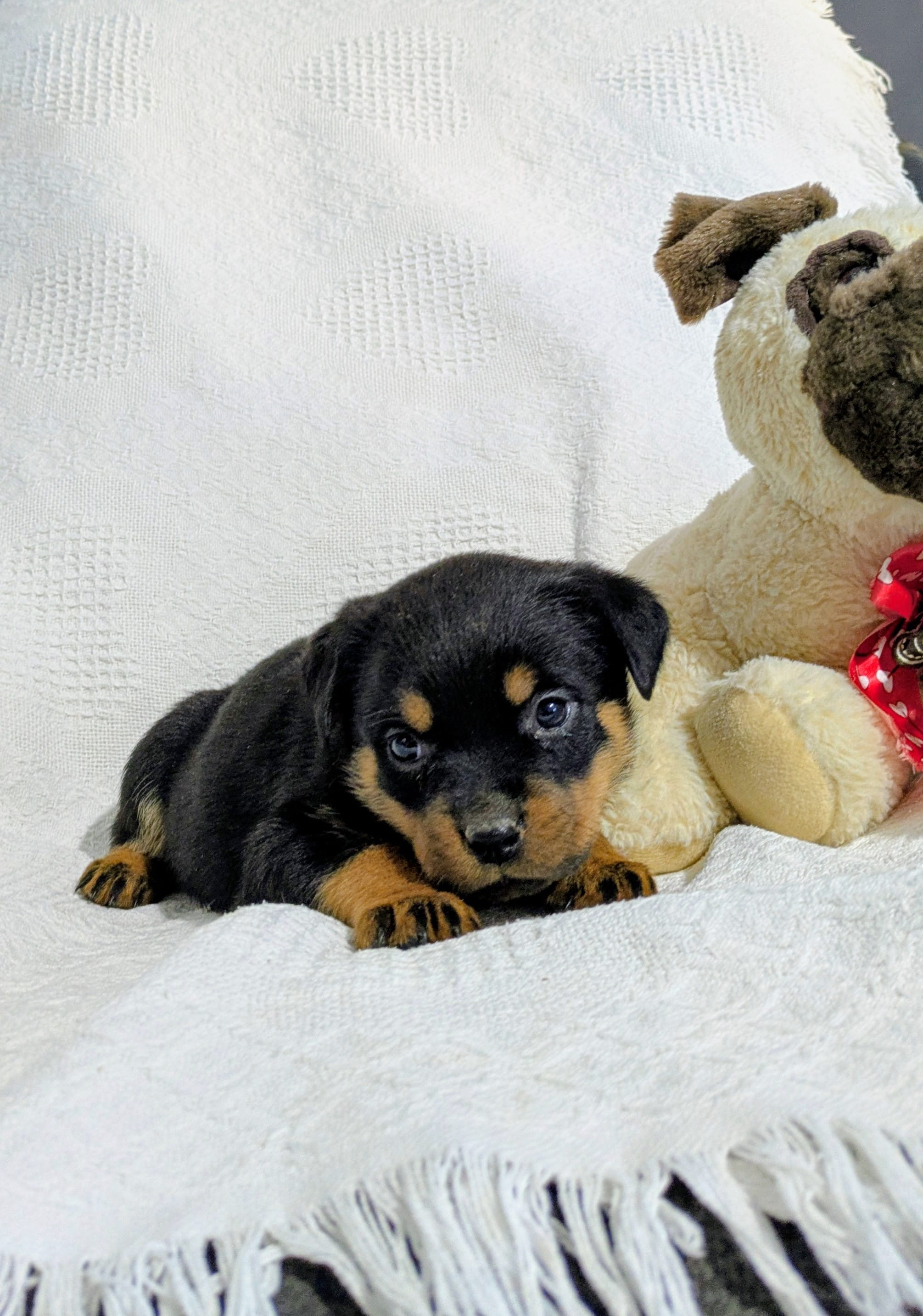Rachelle  – Rottweiler puppy for sale in Honey Brook, PA