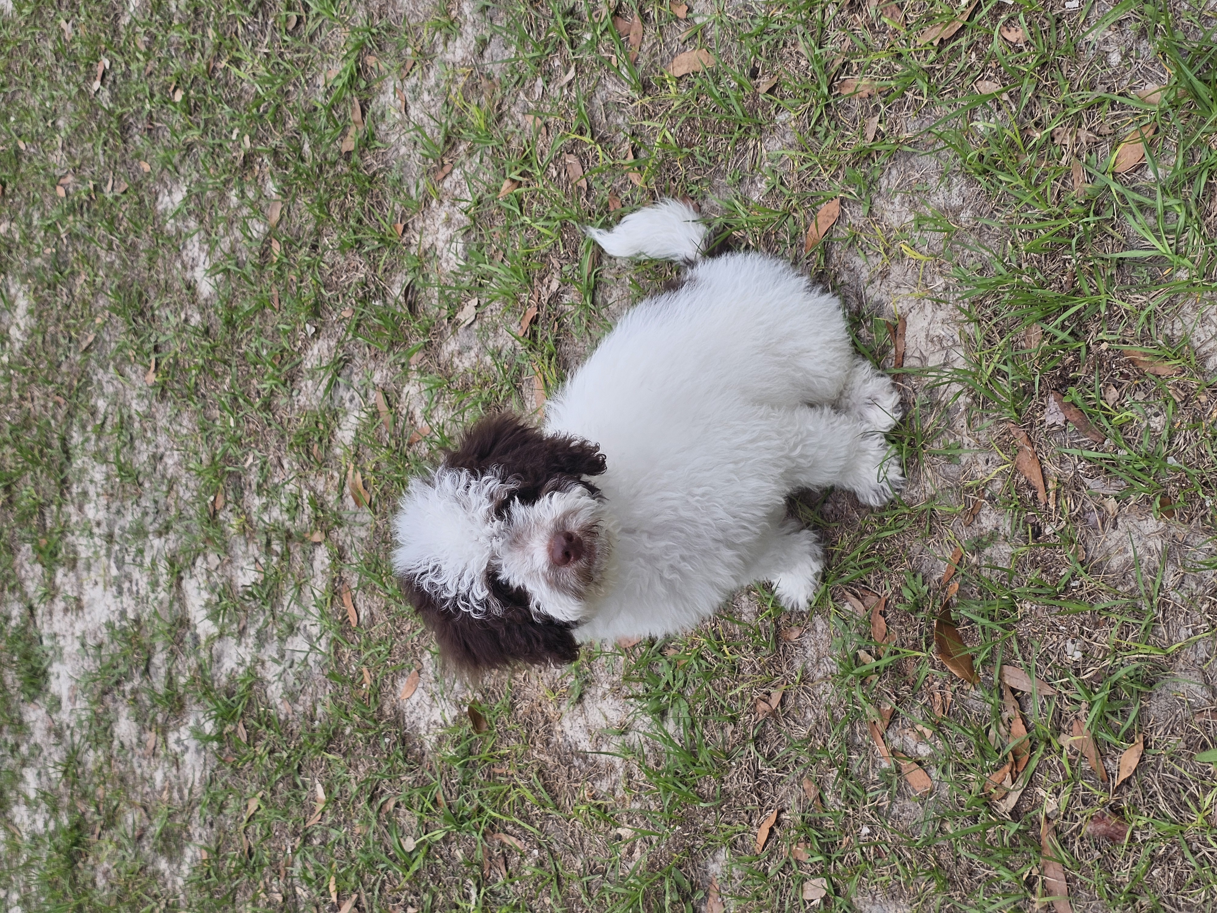 Teddy *Crate Trained*  – Cockapoo puppy for sale in Lake City, FL