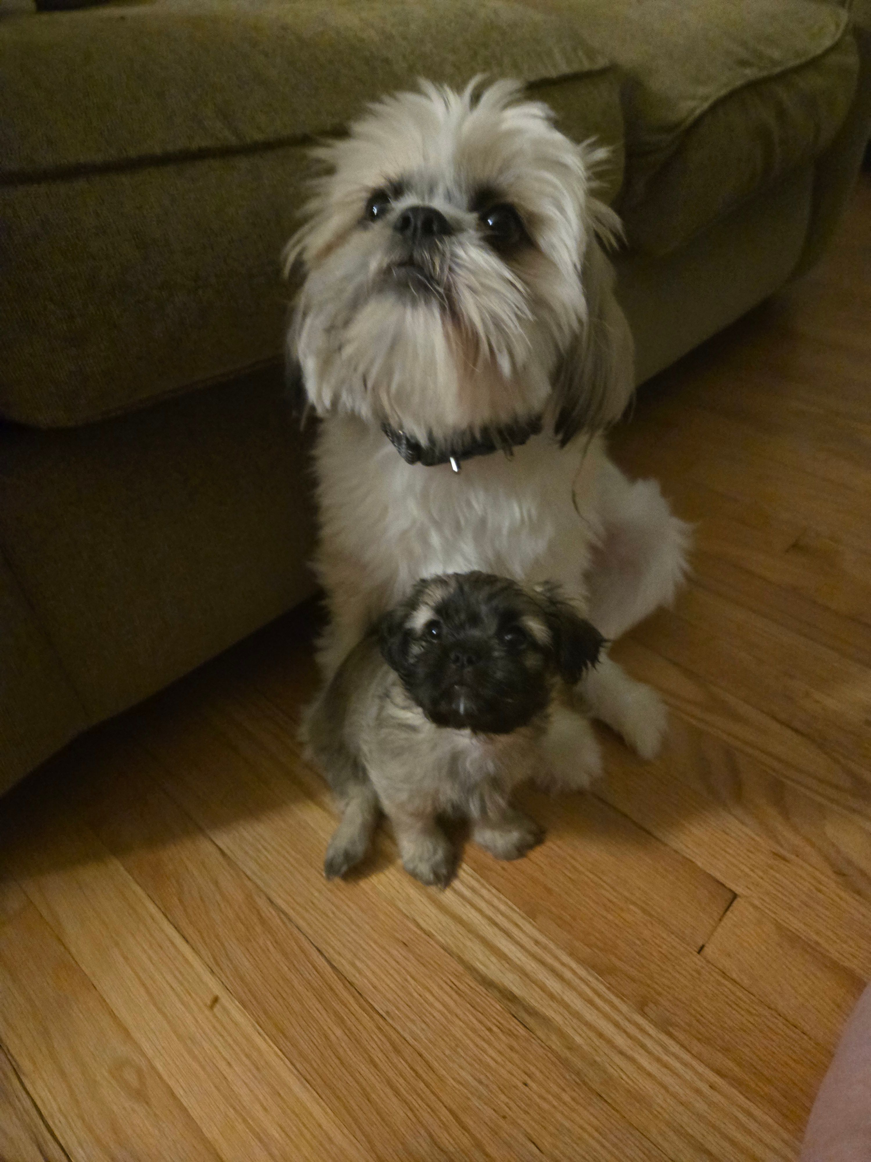 Valentino  – Shih Tzu puppy for sale in St. Clair Shores, MI